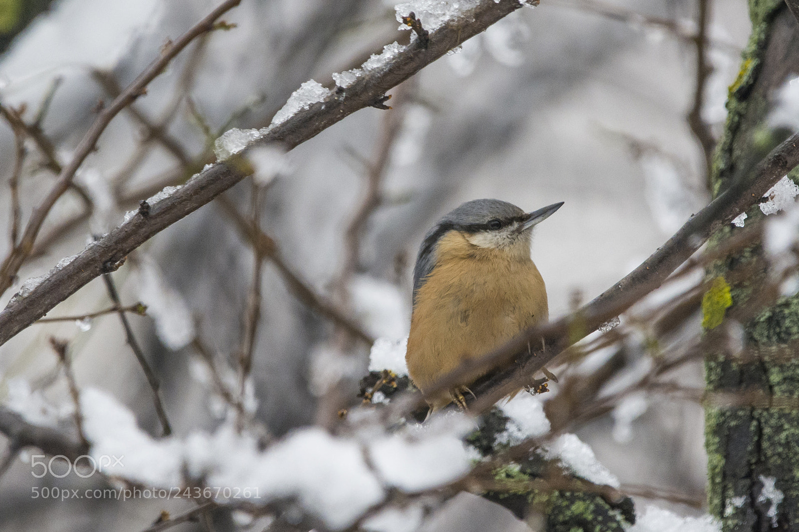 Nikon D7100 sample photo. Eurasian nuthatch photography