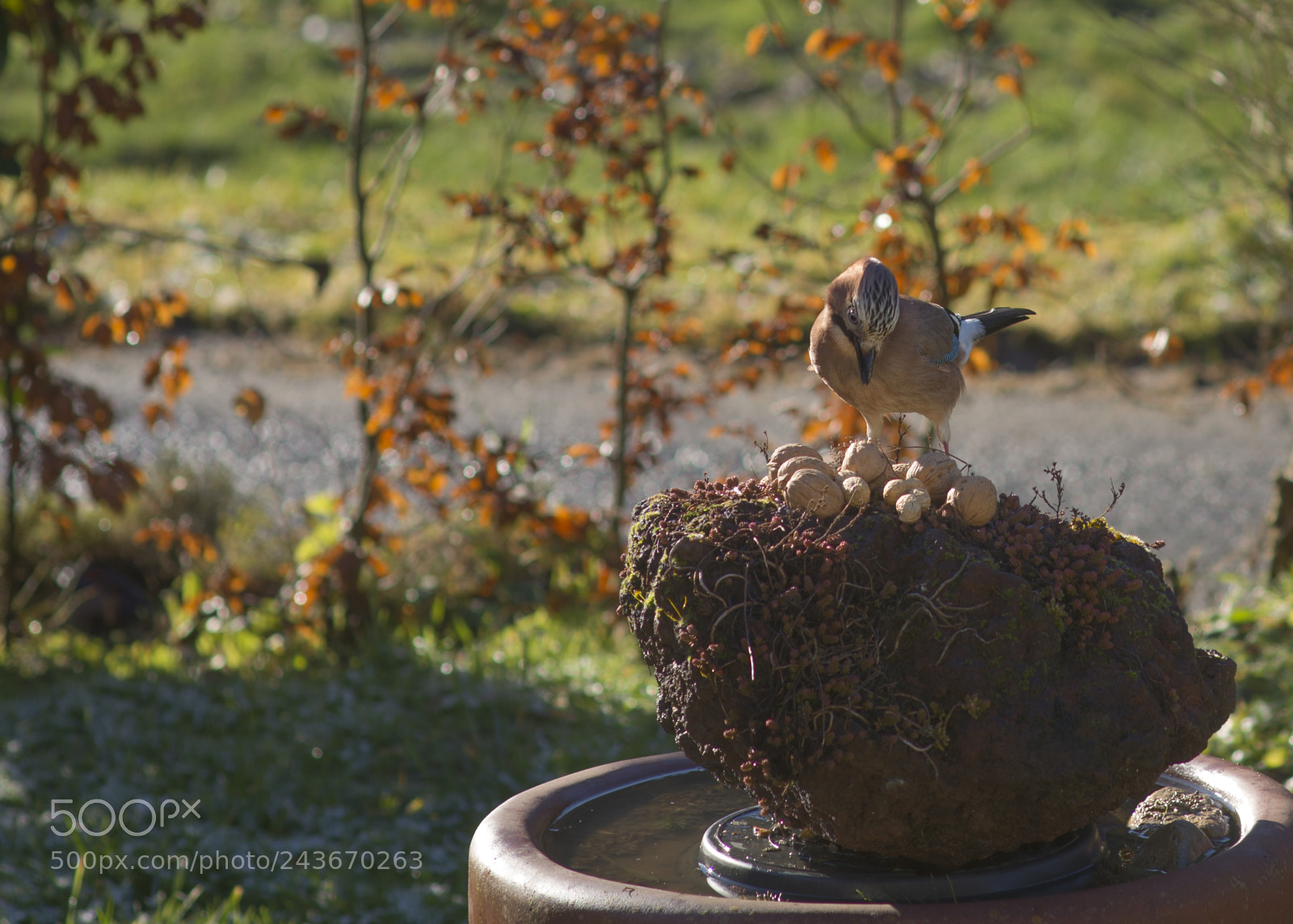 Nikon D7100 sample photo. Which one? photography
