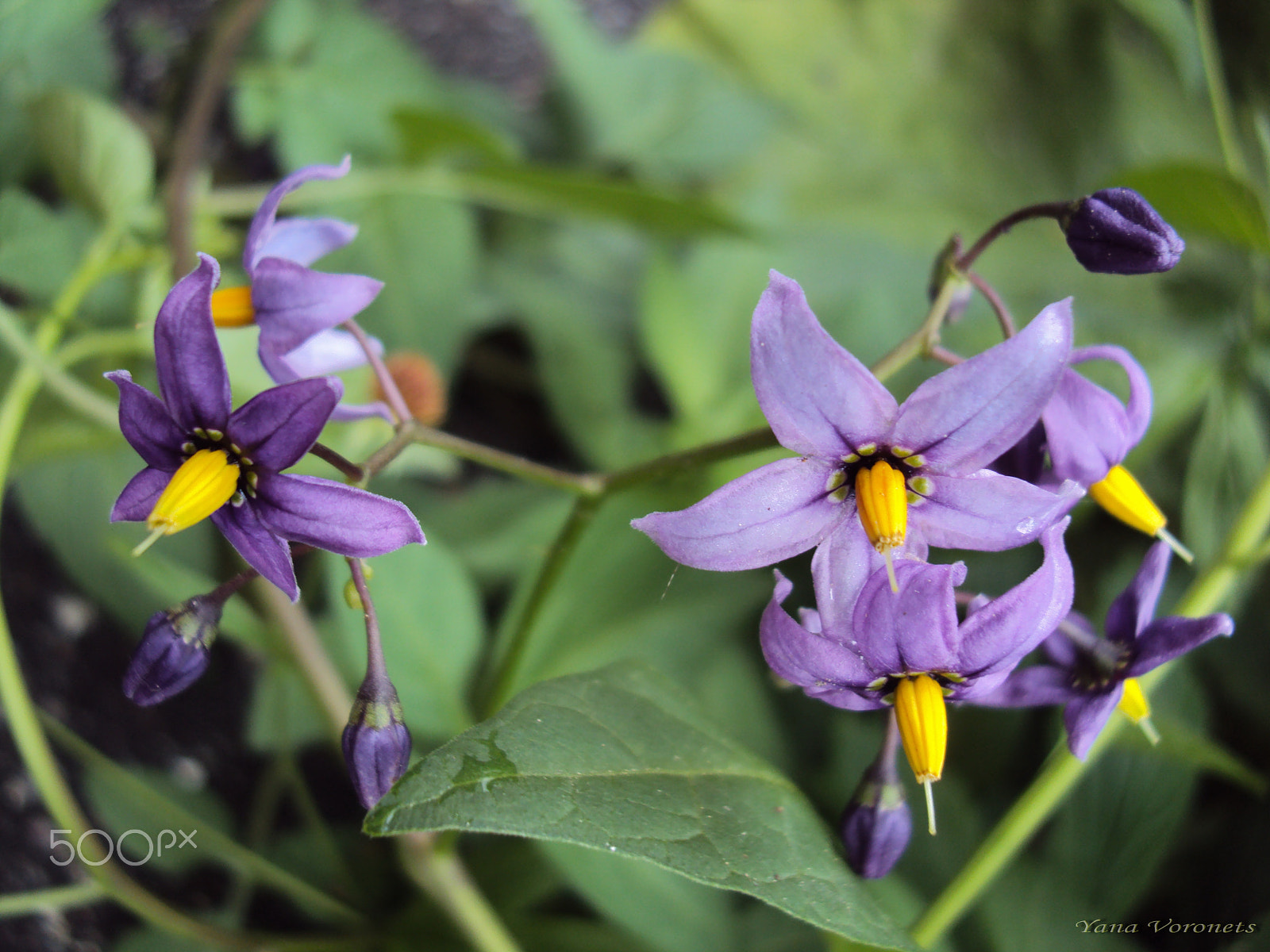 Sony DSC-W190 sample photo. Blooms nightshade photography