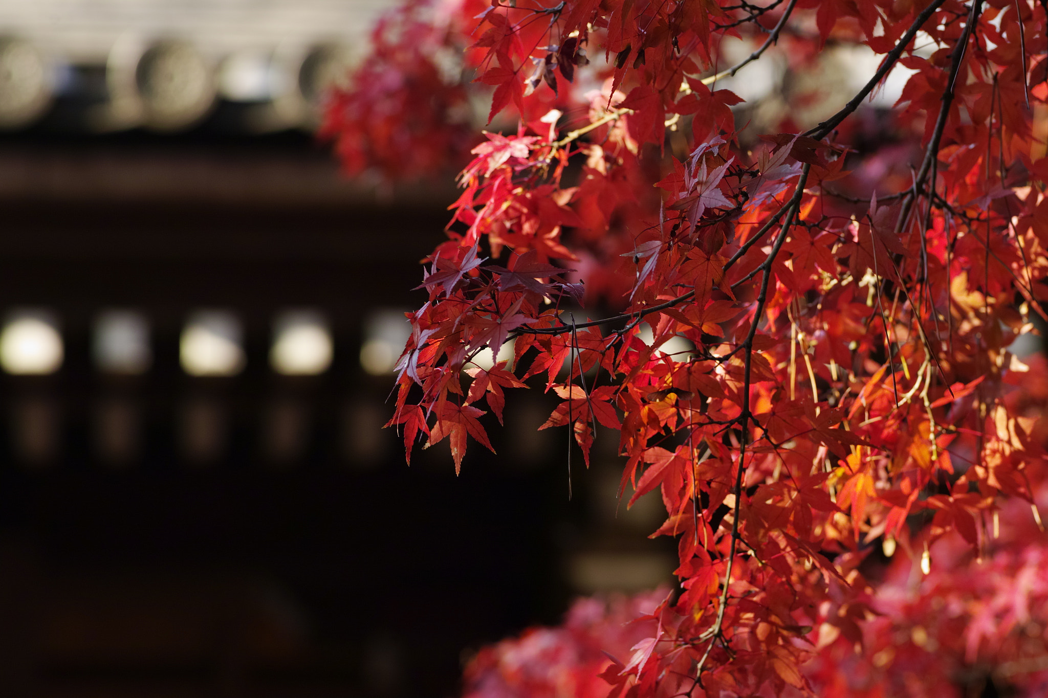 Sigma sd Quattro sample photo. Beautiful autumn leaves photography