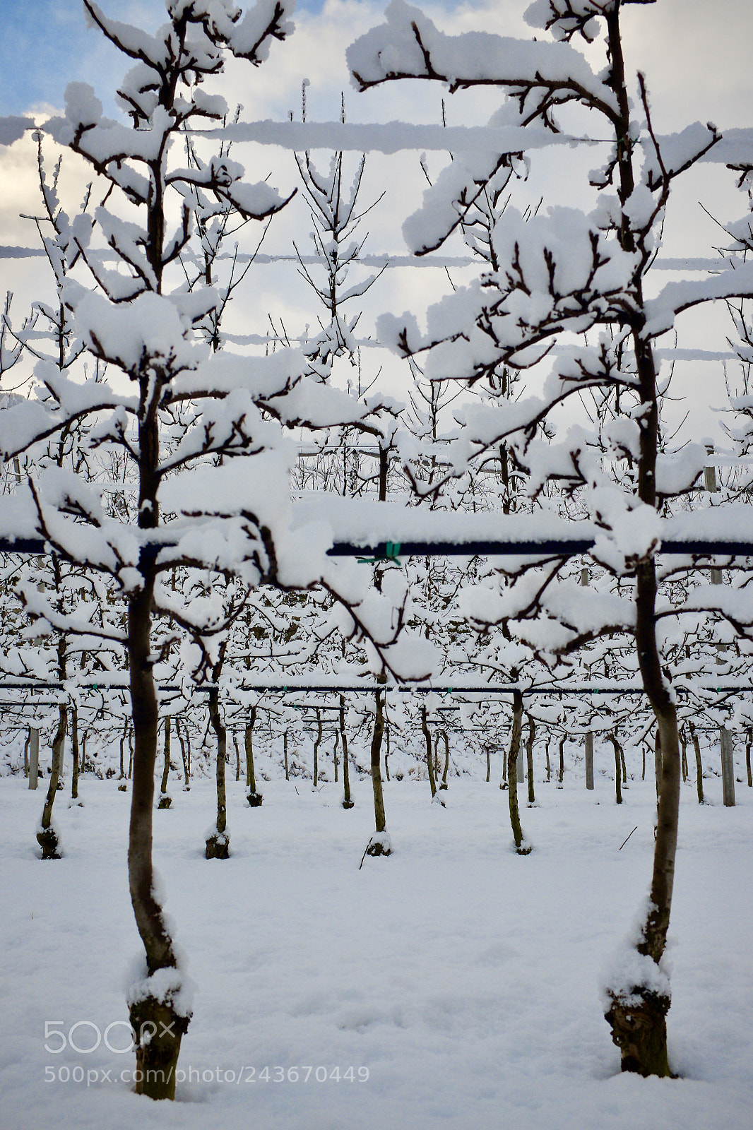 Fujifilm X100S sample photo. Frozen apples photography