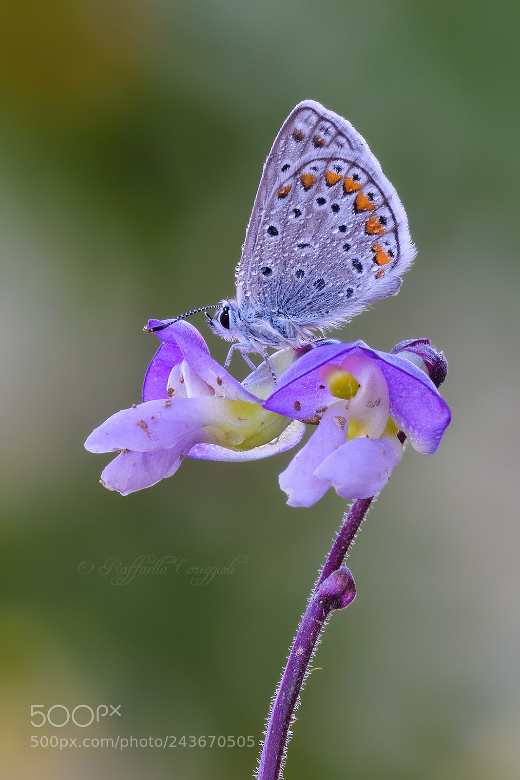 Nikon D7200 sample photo. Icaro su fiore di photography
