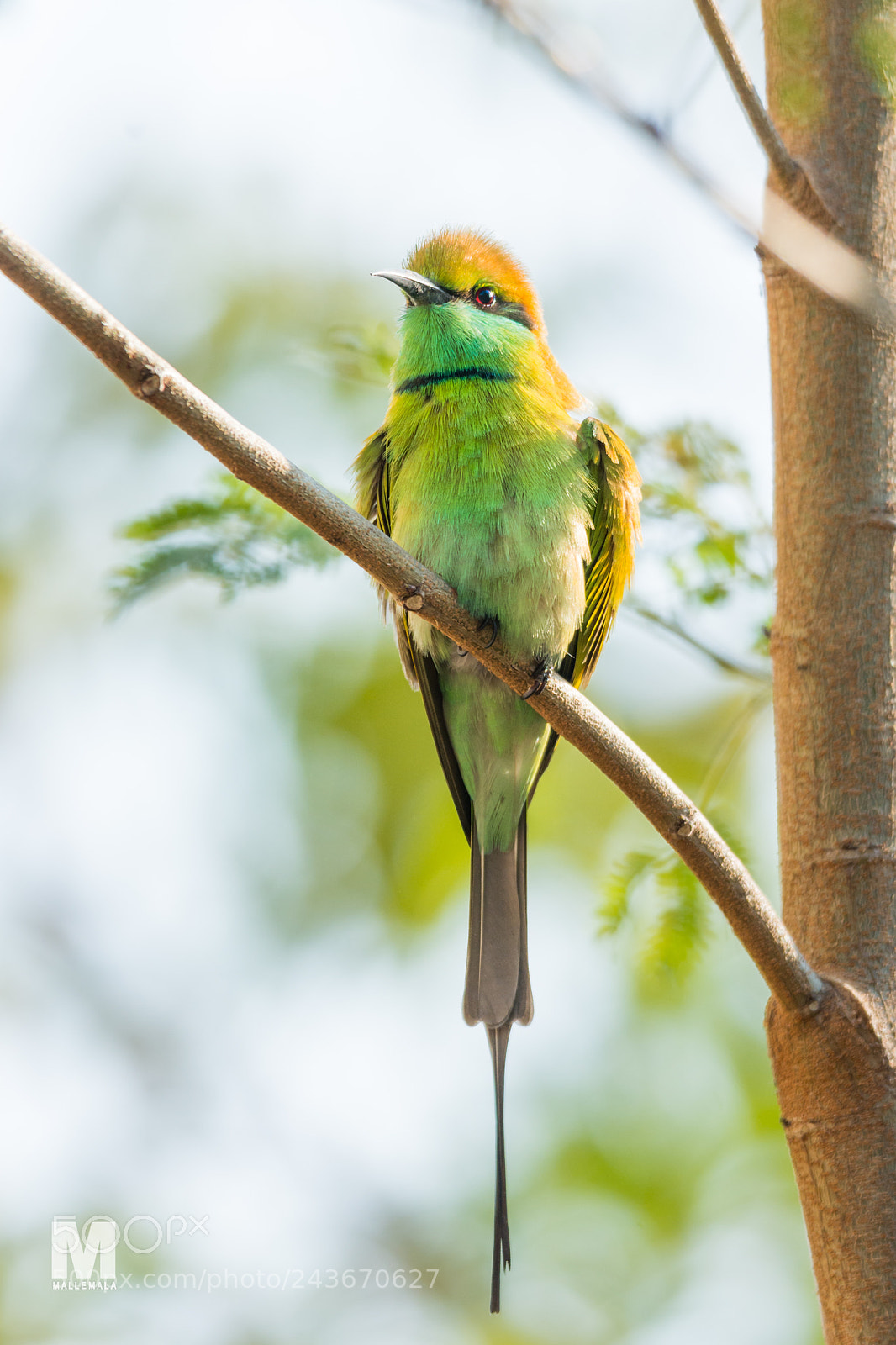 Nikon D7100 sample photo. Green bee eater photography