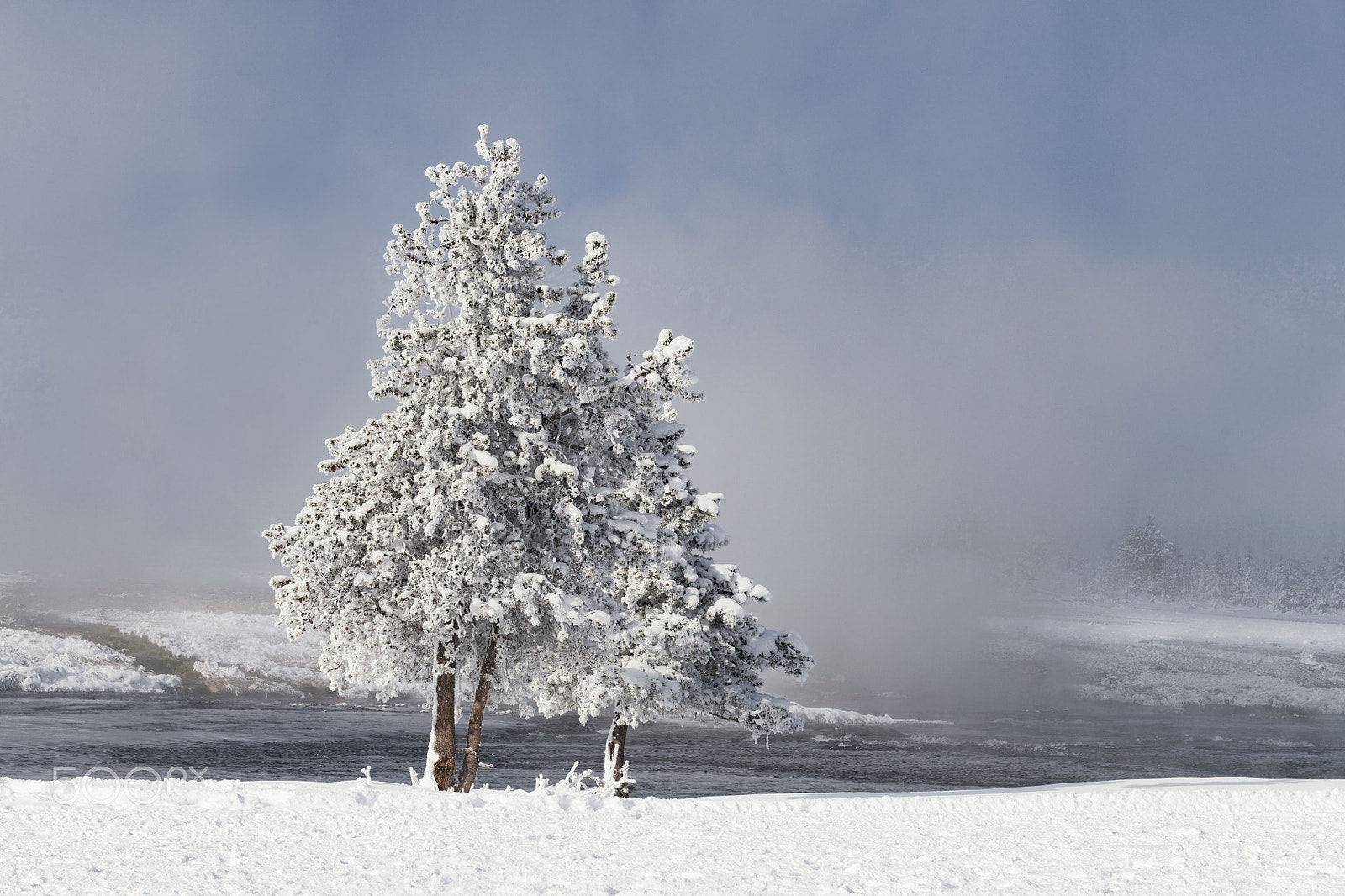 Nikon D850 sample photo. Snowy trees photography