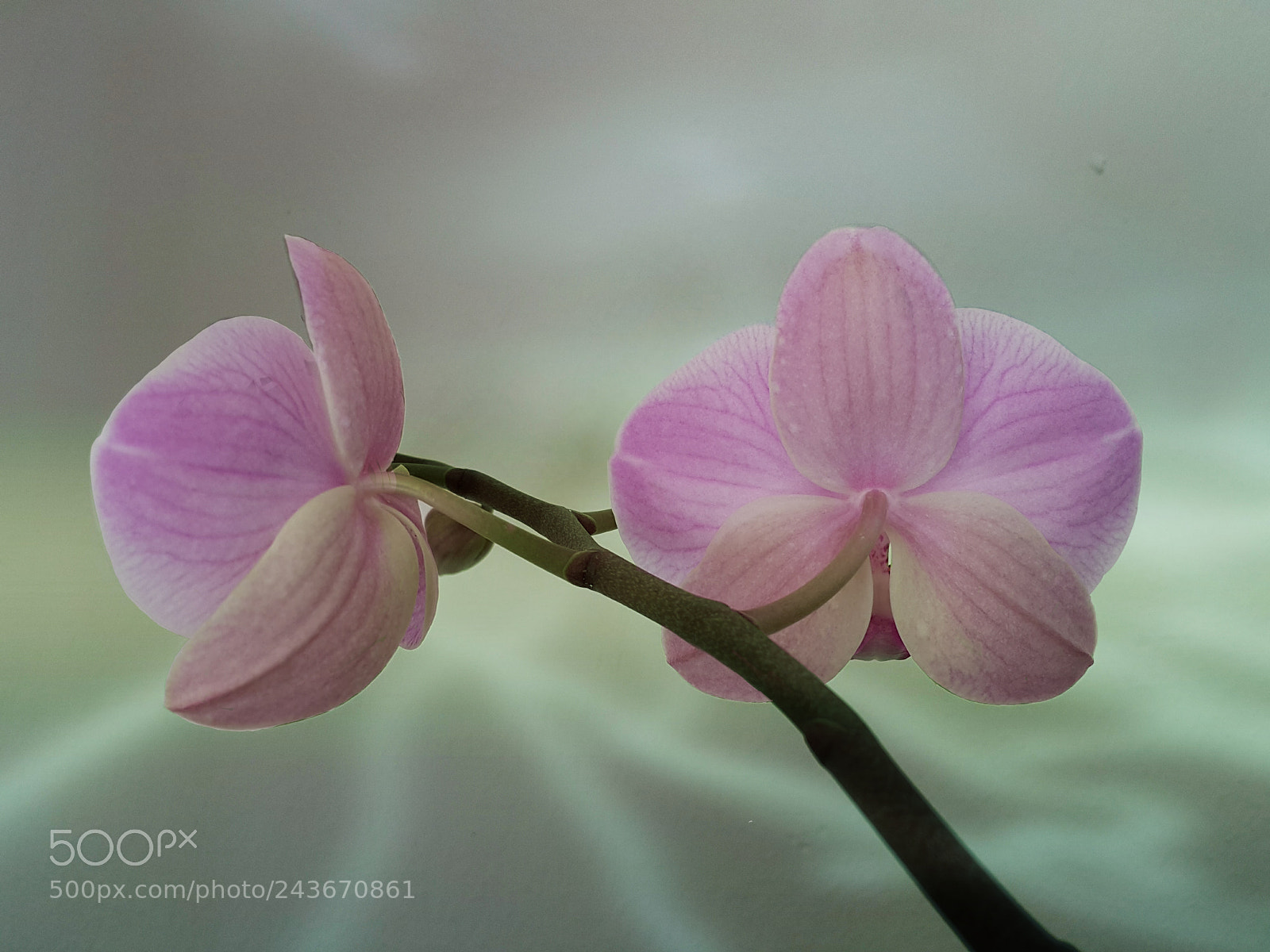 Samsung Galaxy Note4 sample photo. 233 photography