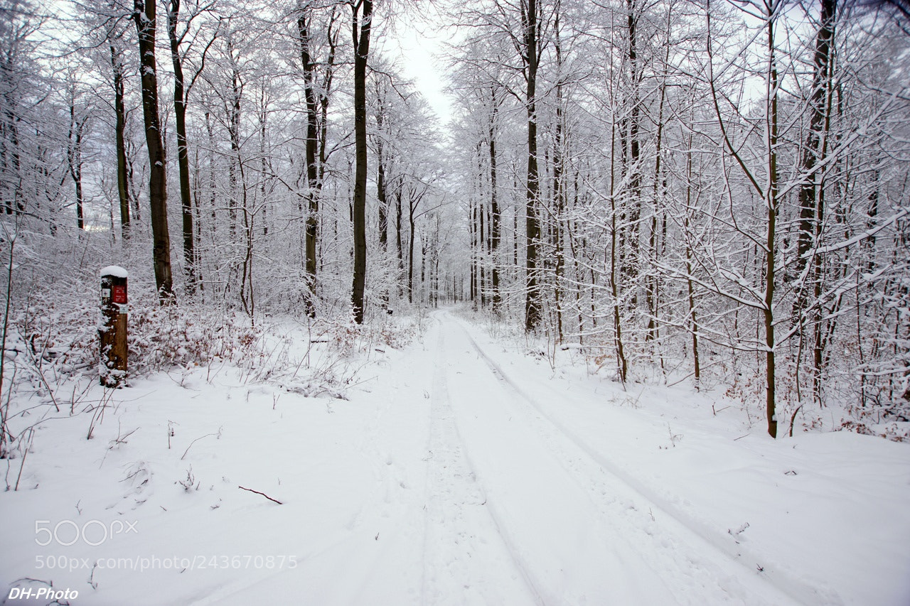 Sony ILCA-77M2 sample photo. Winter woodlands_04 photography