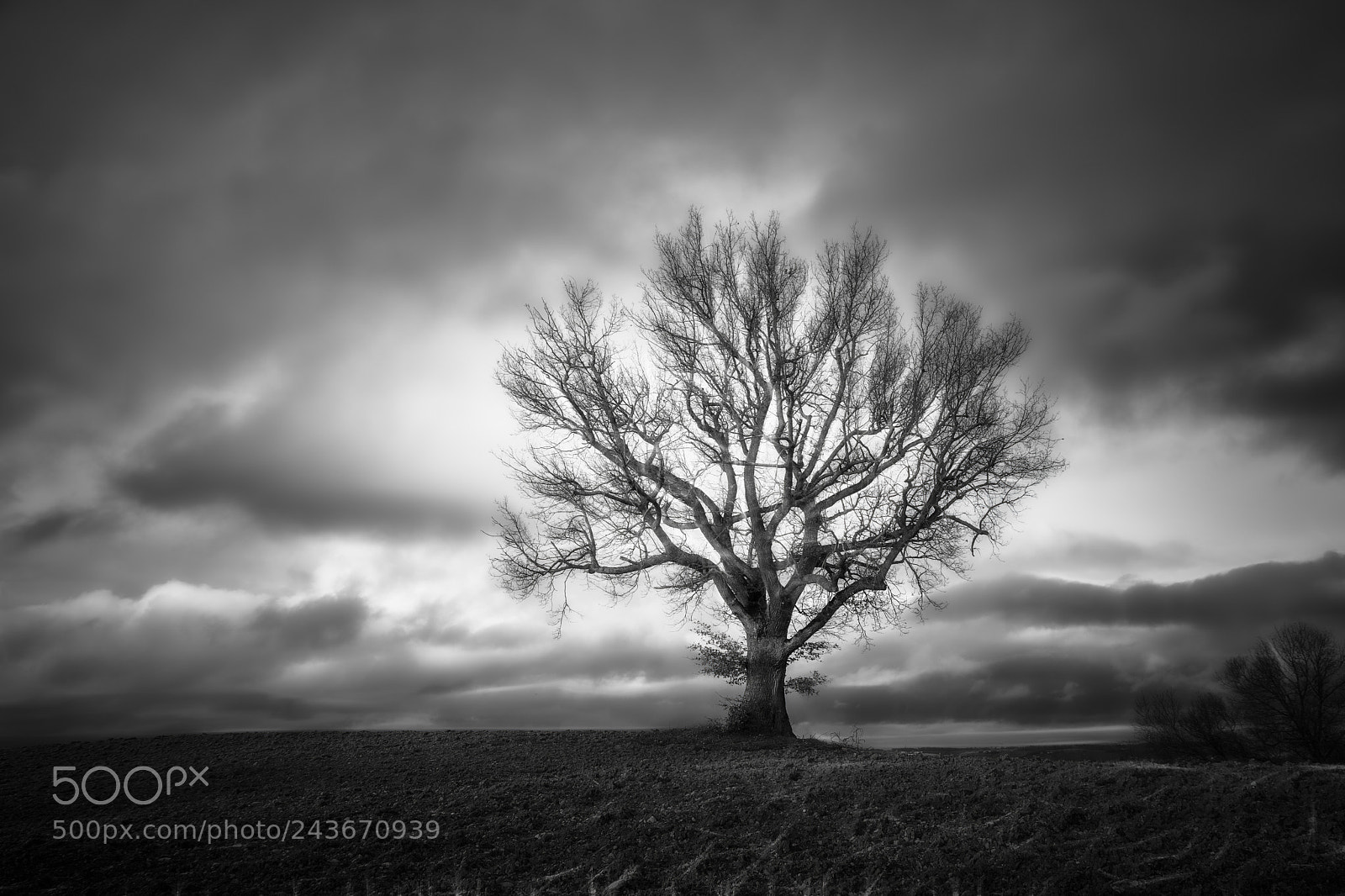 Nikon D5500 sample photo. Solitary oak photography