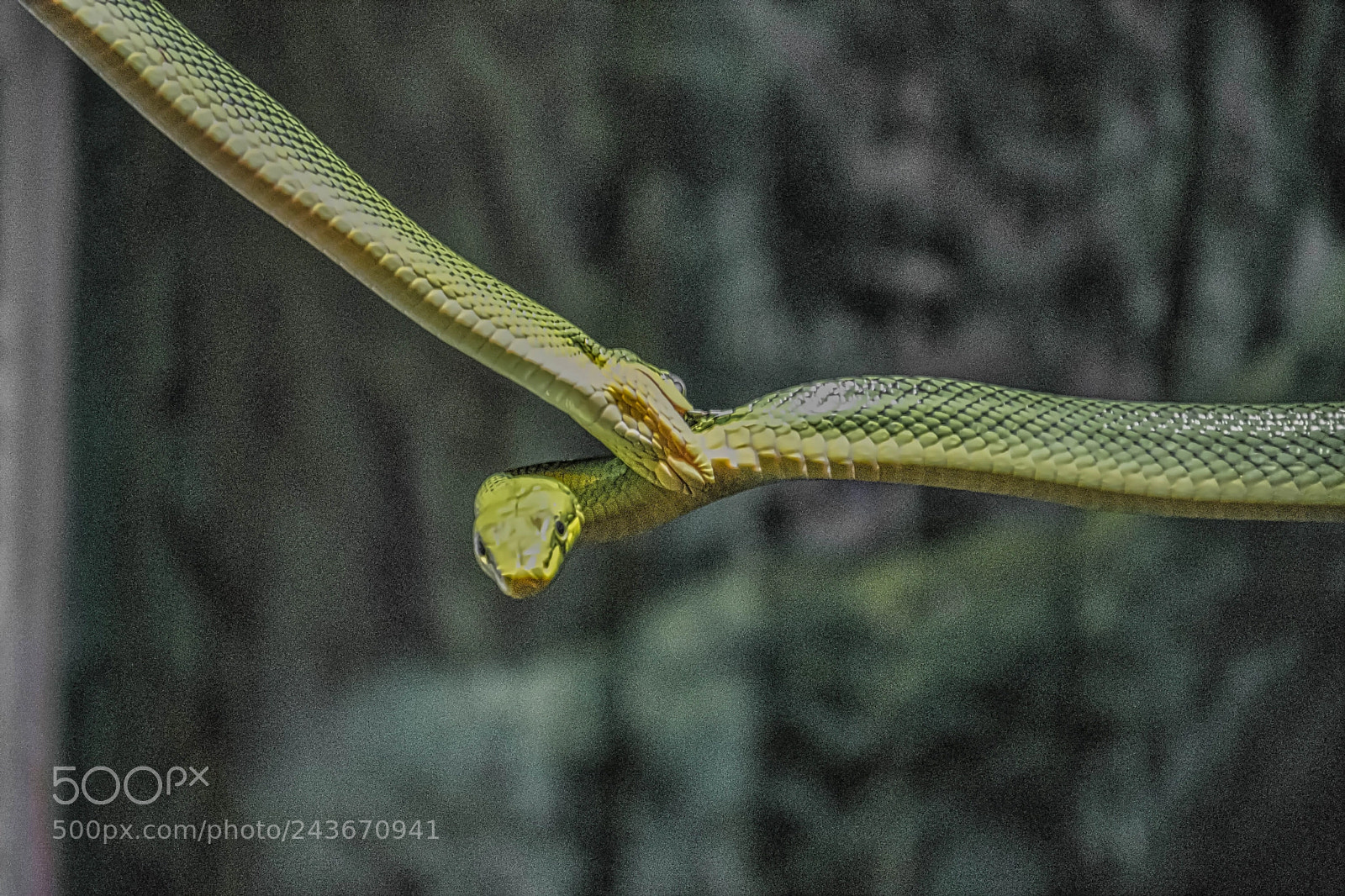 Nikon D7200 sample photo. Snake bite luminar2018 photography