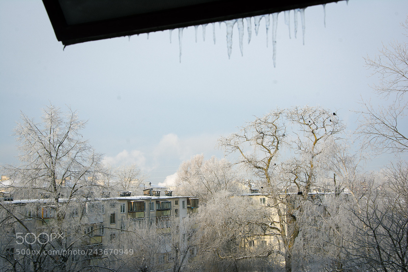 Nikon D7100 sample photo. Early frozen photography
