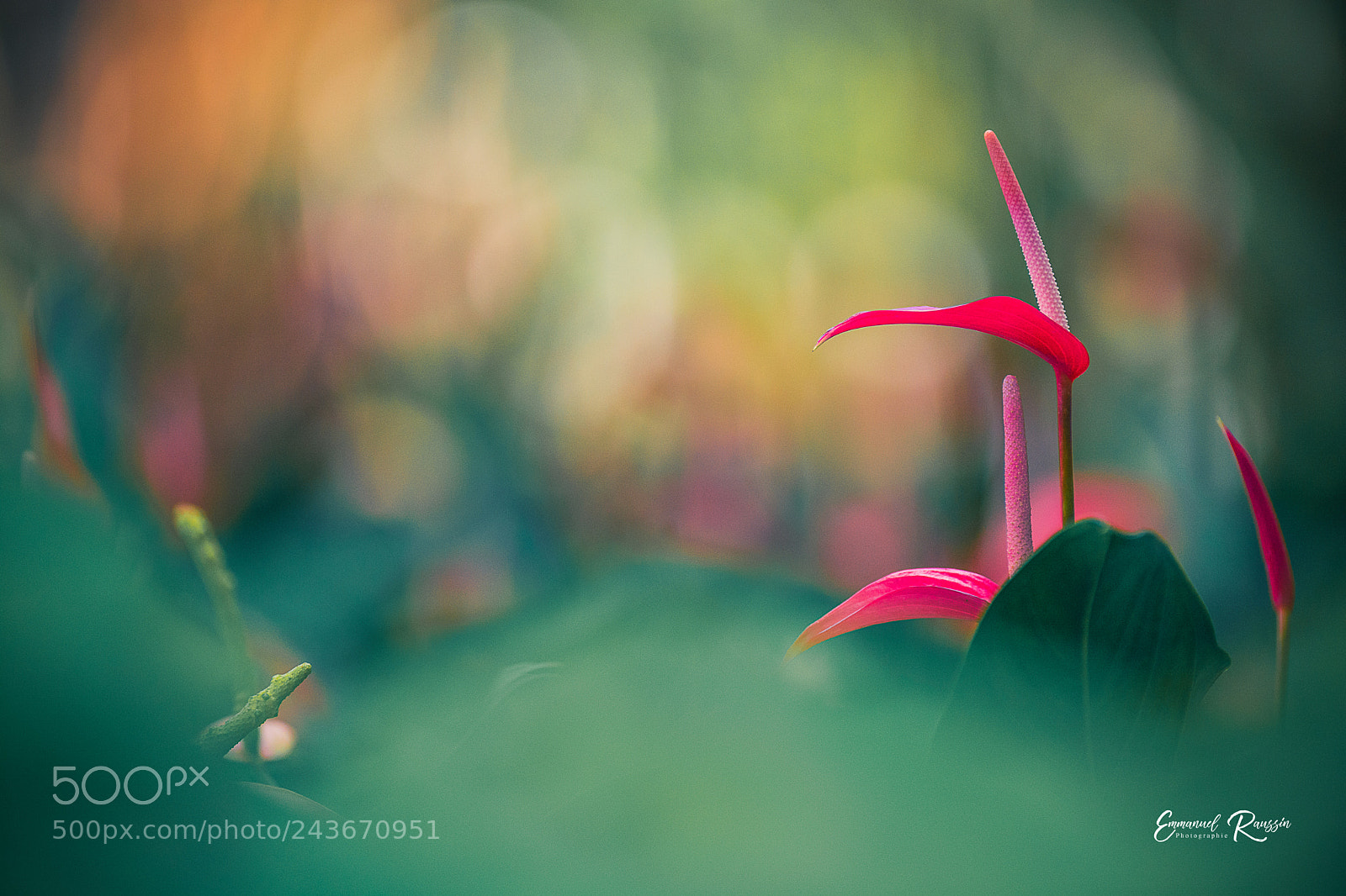 Nikon D7100 sample photo. Anthurium rouge (anthurium andreanum). photography