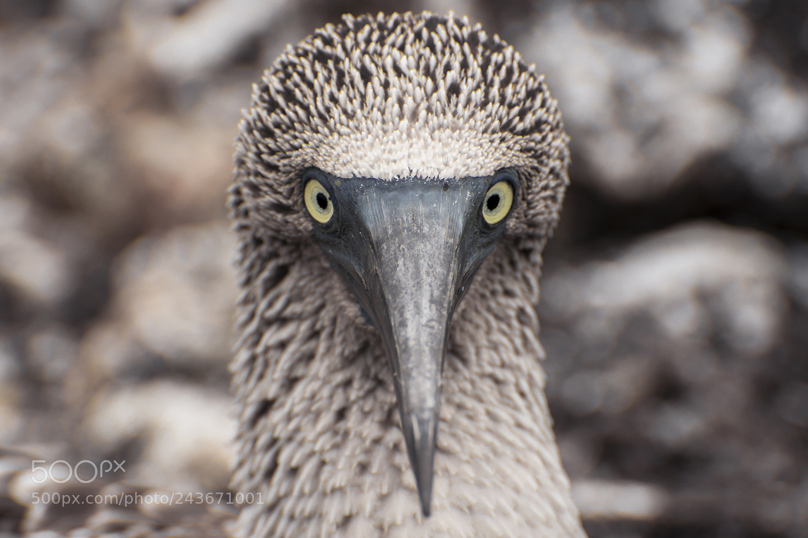 Nikon D7500 sample photo. Blue footed booby photography