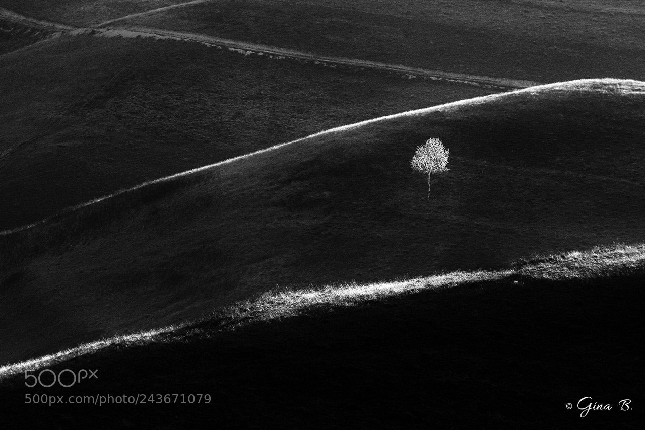 Nikon D300 sample photo. Black & white photography