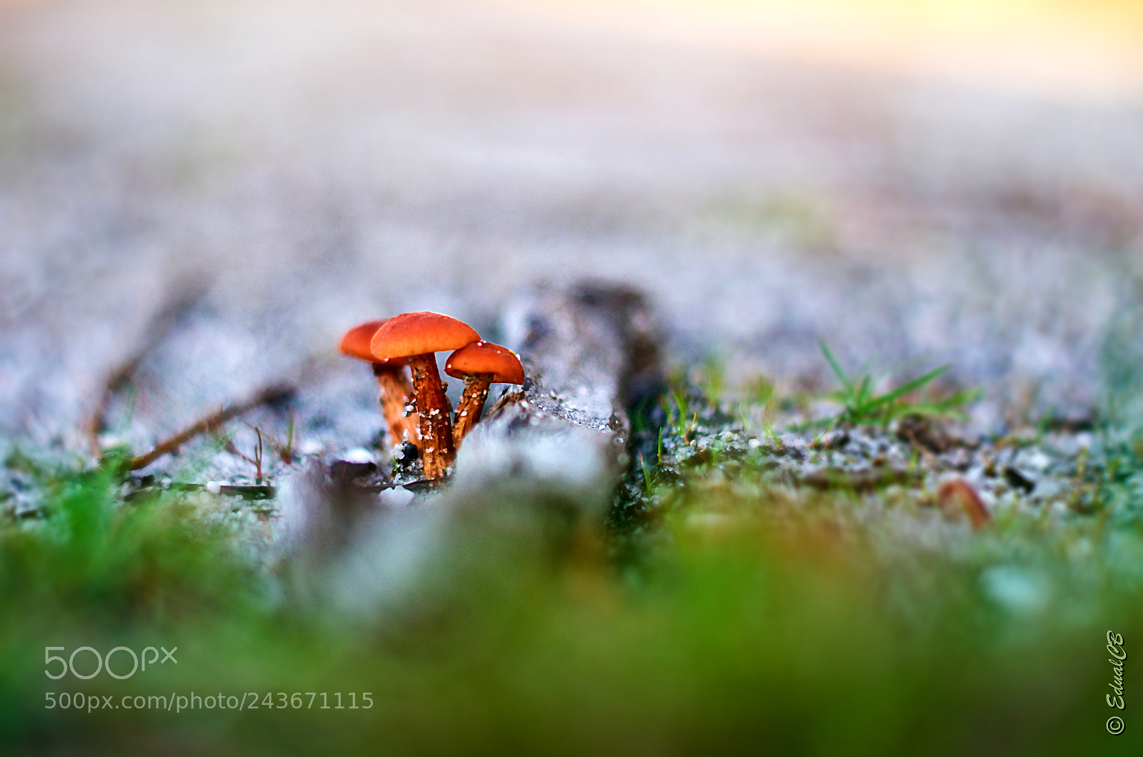 Pentax K-5 sample photo. Mushrooms on the path photography