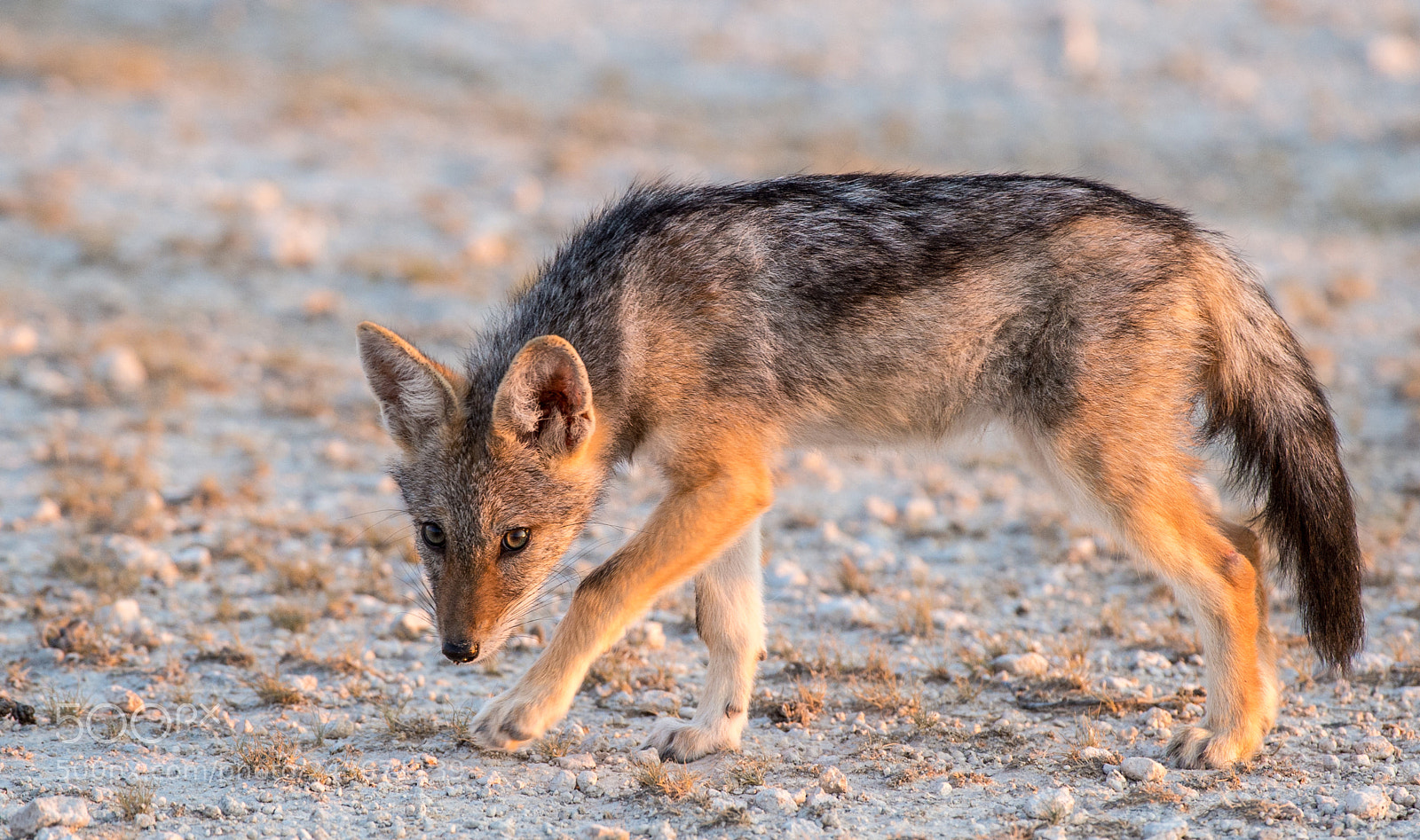 Nikon D4S sample photo. Jackal pup photography