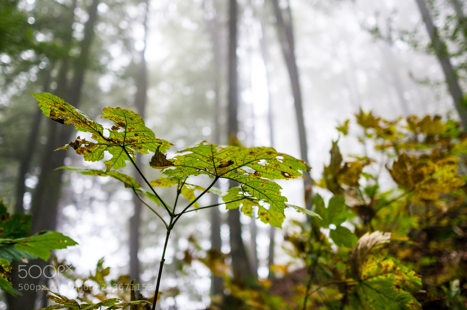 Sony Alpha NEX-5R sample photo. Old skin x photography