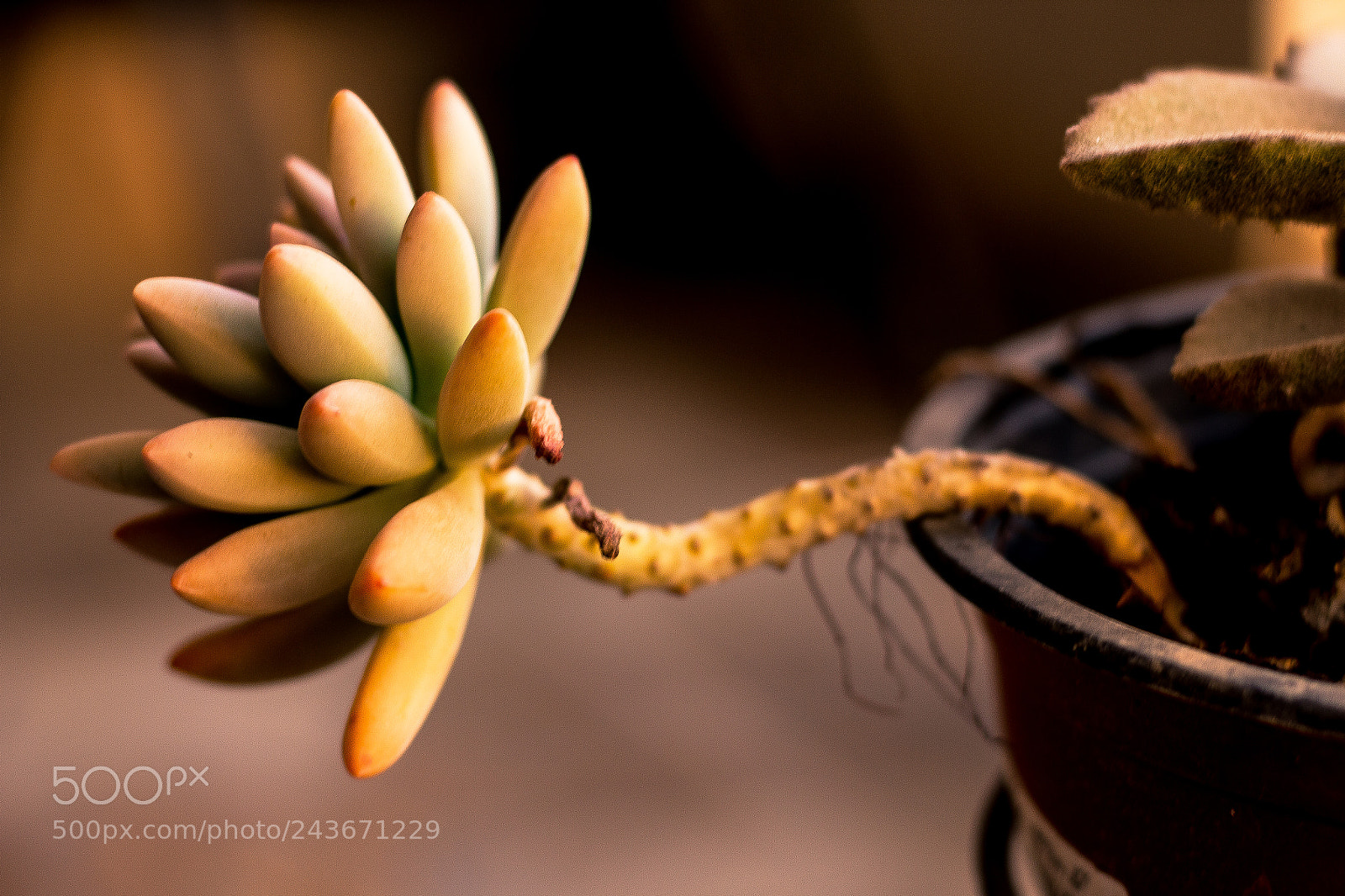 Canon EOS 600D (Rebel EOS T3i / EOS Kiss X5) sample photo. Planta del desierto photography