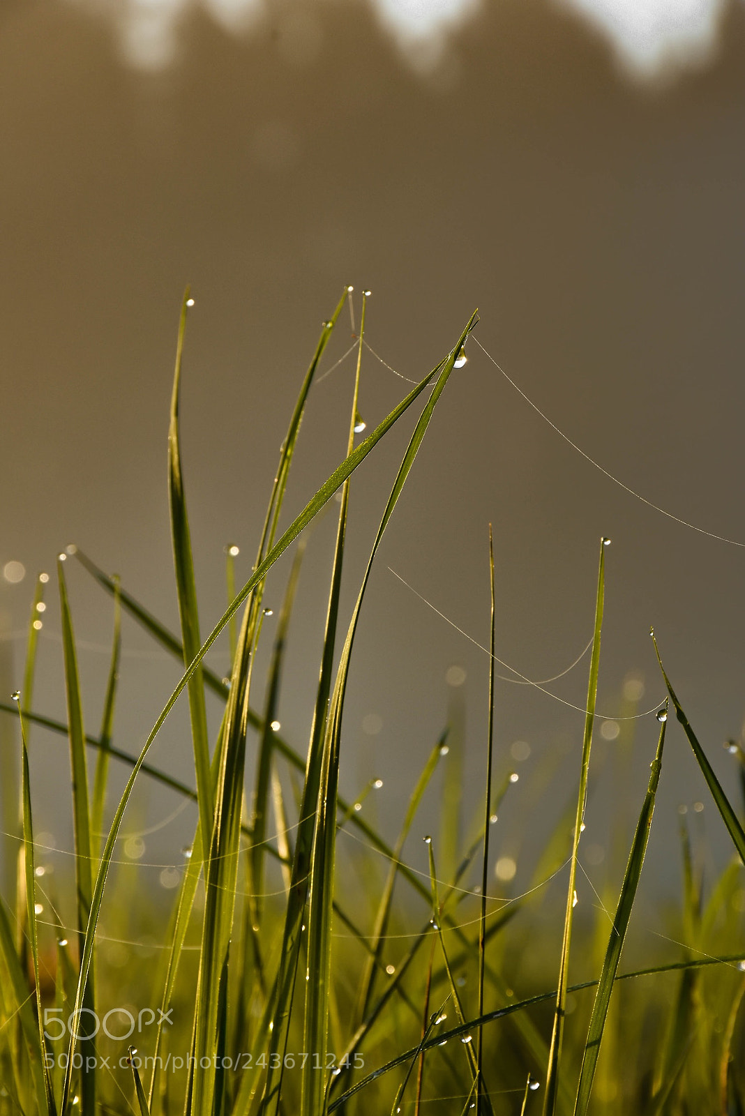 Nikon D7200 sample photo. Last summer photography