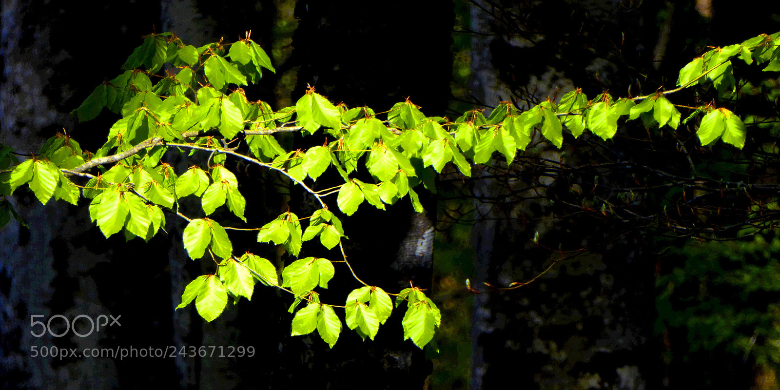 Panasonic Lumix DMC-ZS50 (Lumix DMC-TZ70) sample photo. Beech leaves photography