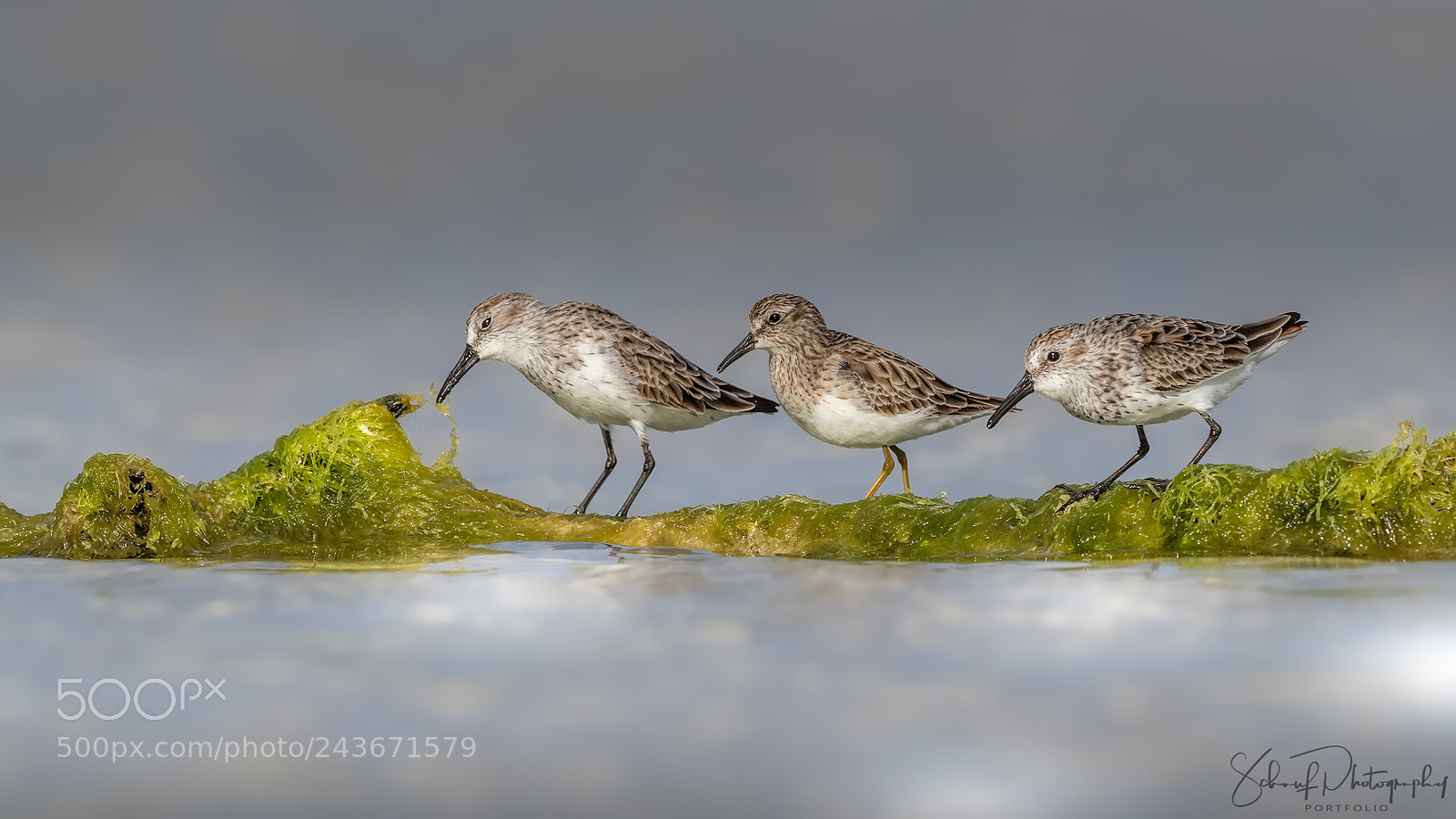 Canon EOS-1D X Mark II sample photo. Calidris photography