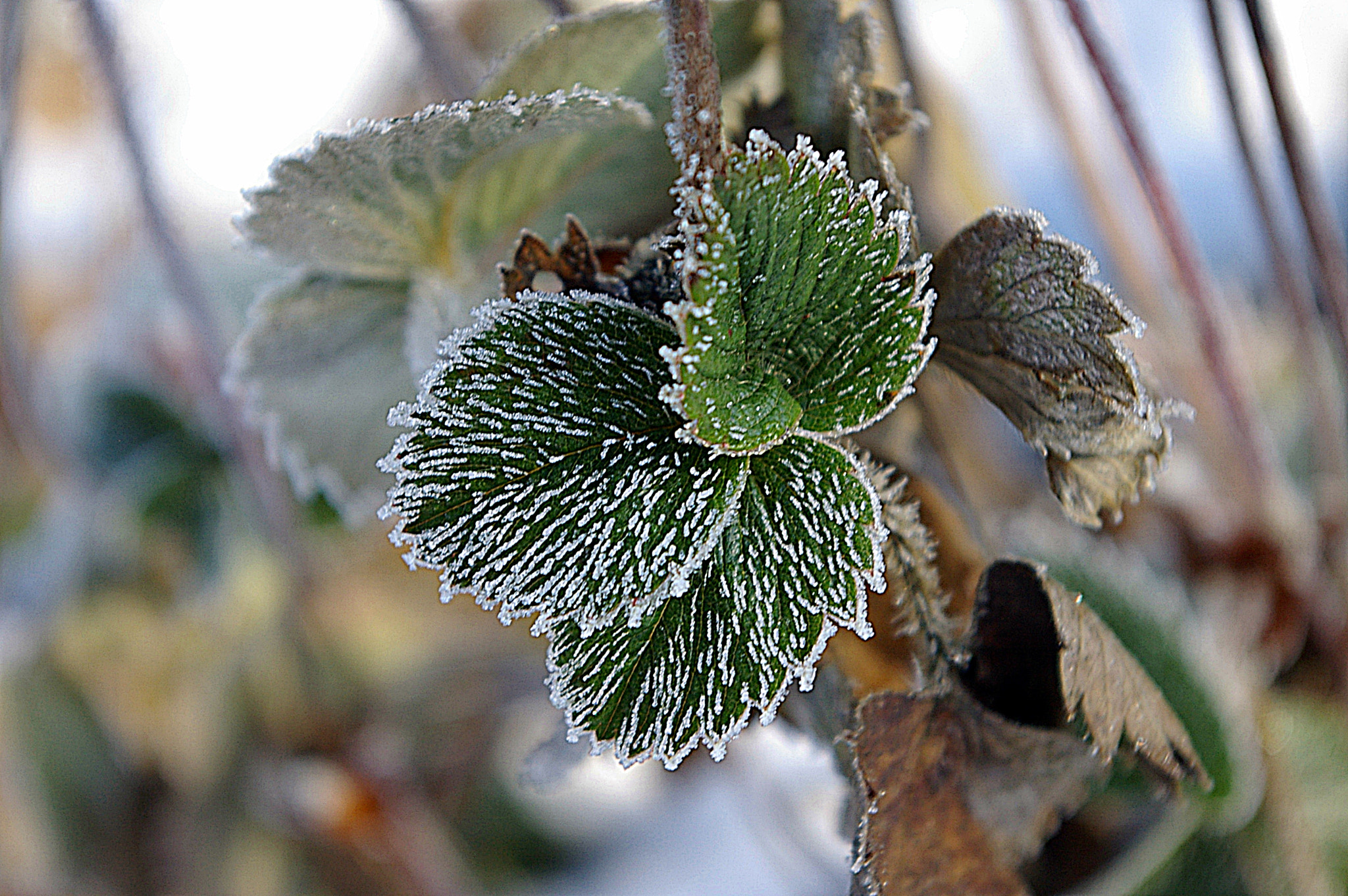 Pentax *ist DS sample photo. Winter erdbeeren blätter photography