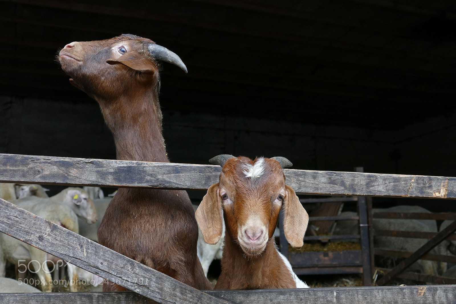 Panasonic Lumix DMC-FZ1000 sample photo. Young goats photography