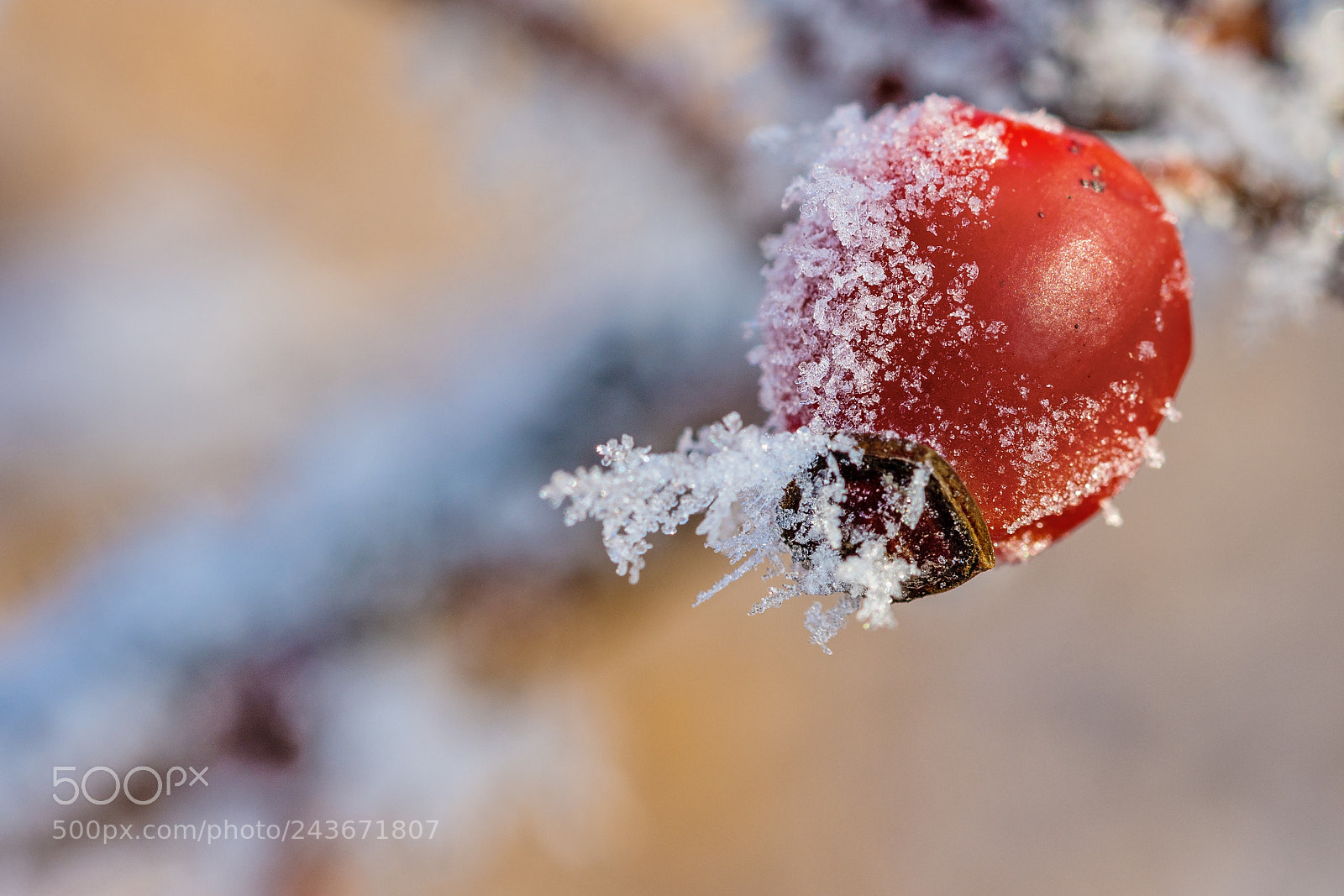 Nikon D7200 sample photo. A winter story ii photography