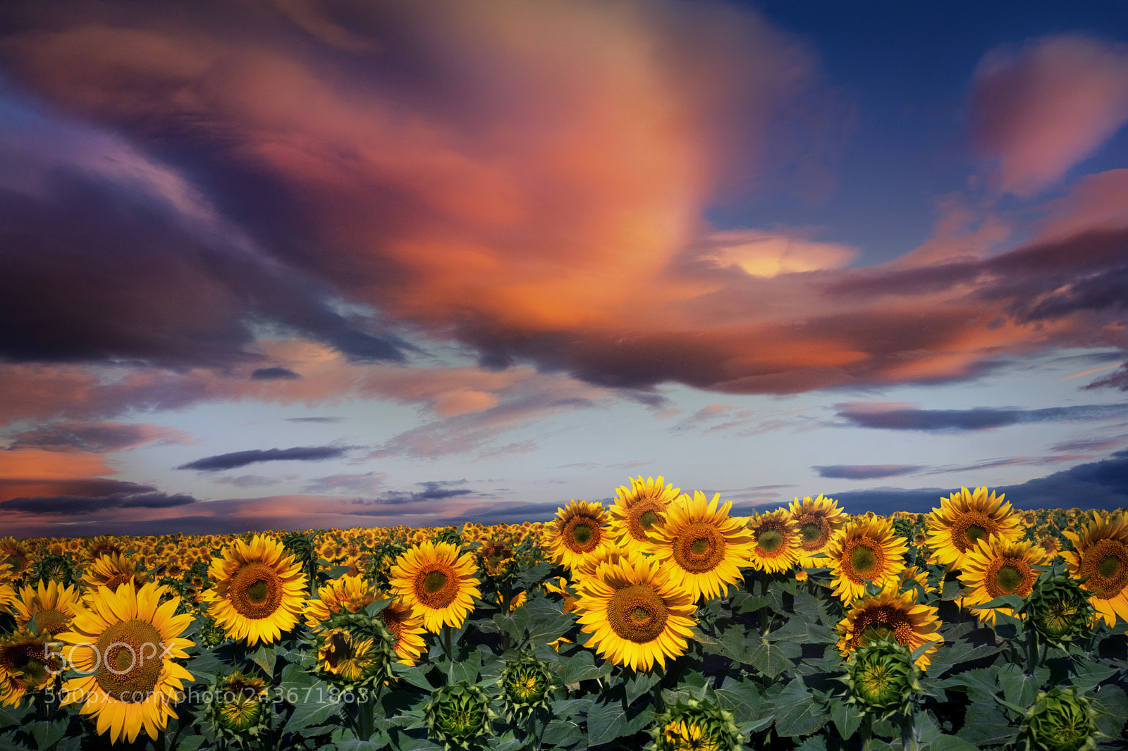 Nikon D7100 sample photo. Sunflowers photography