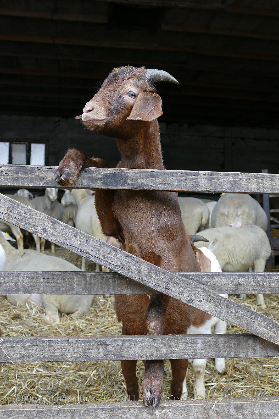 Panasonic Lumix DMC-FZ1000 sample photo. Cool young goat photography