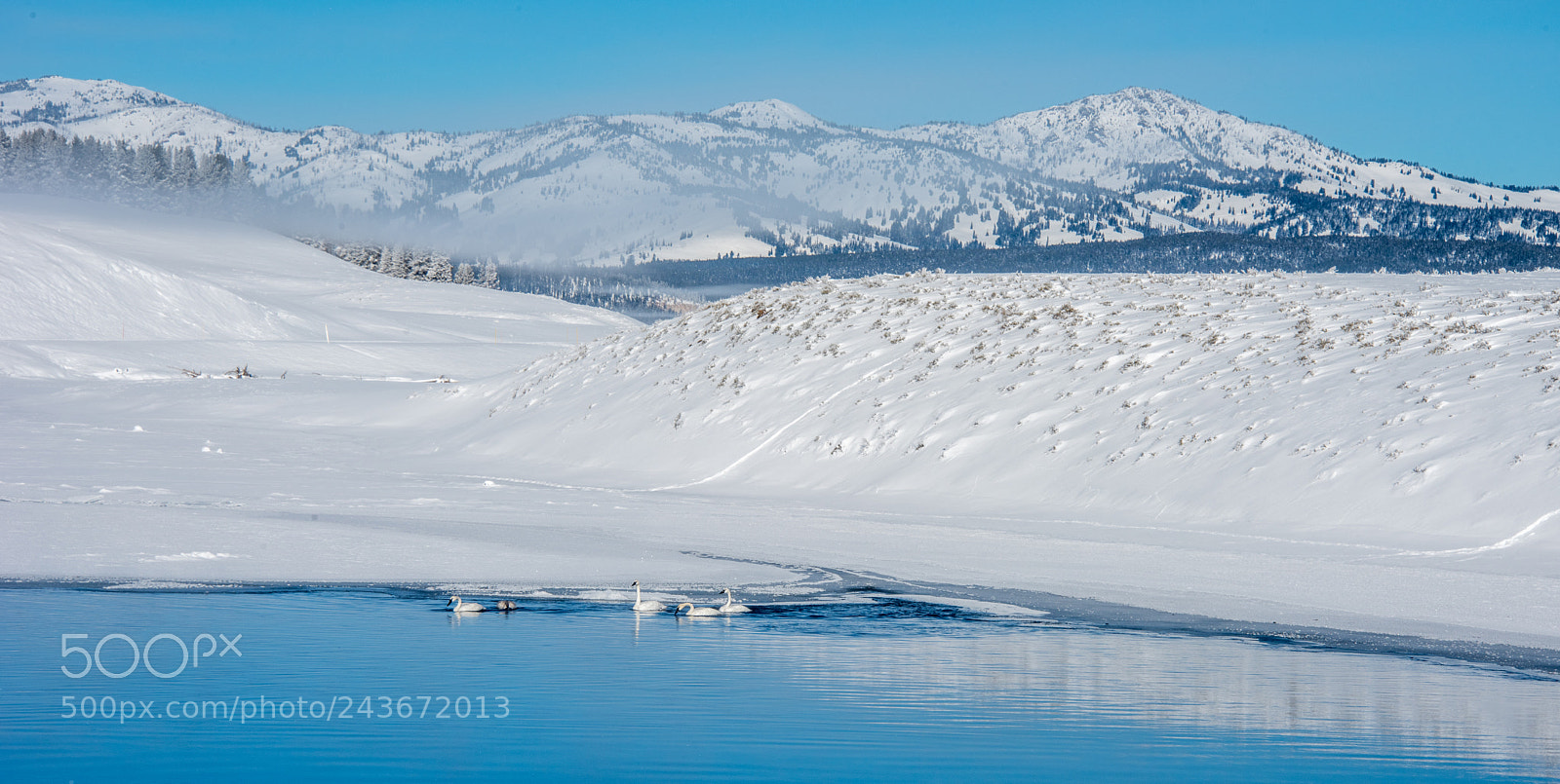 Nikon D810 sample photo. Swans at yellowstone photography