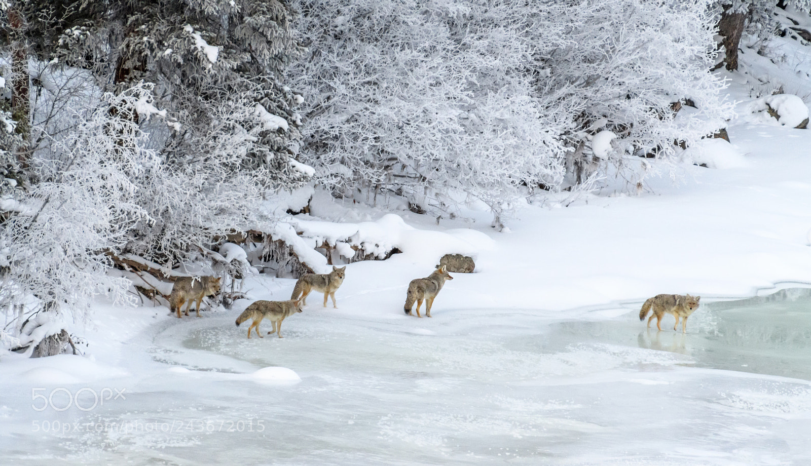 Nikon D500 sample photo. 5 coyotes on a photography