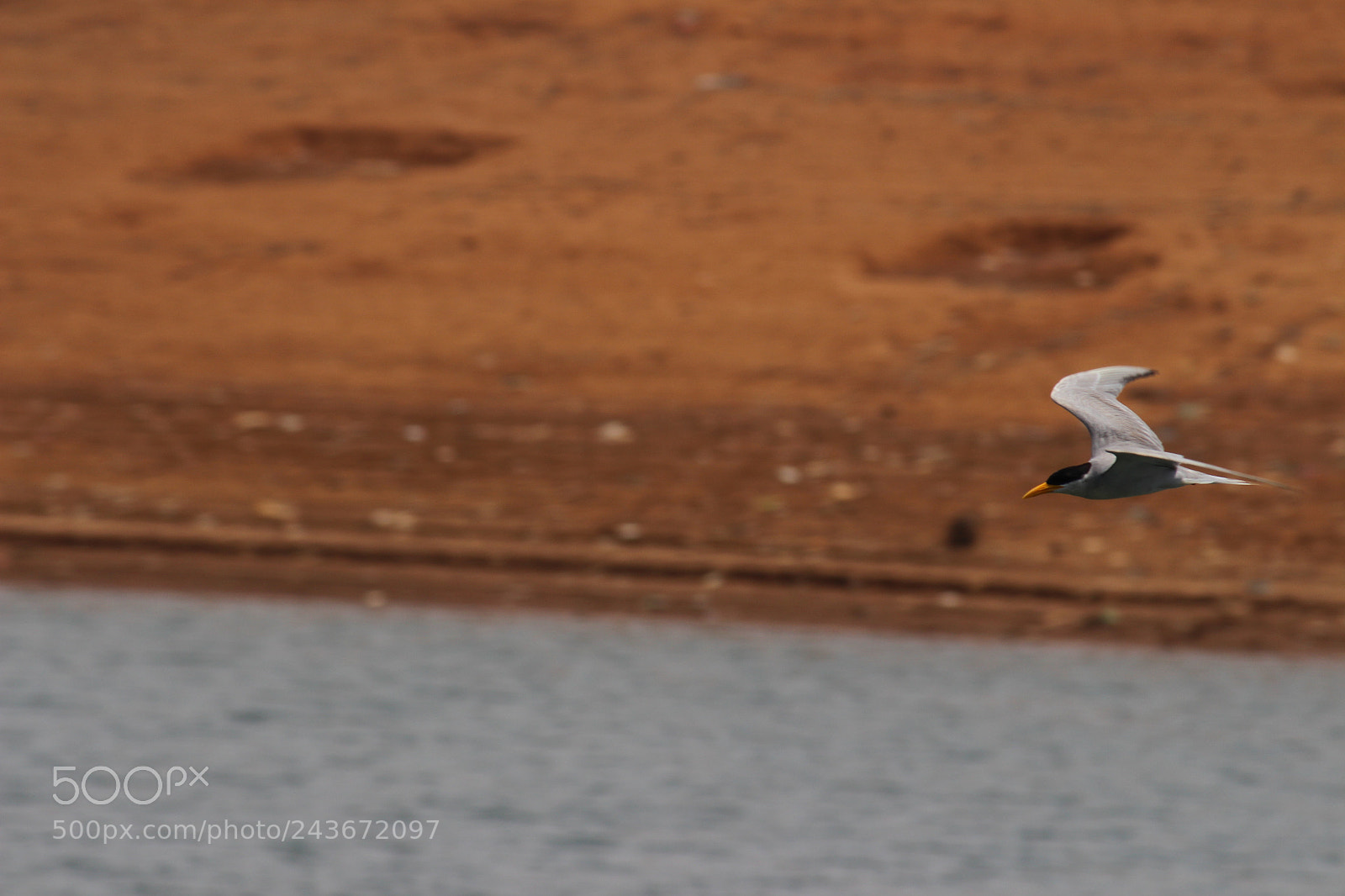 Canon EF-S 55-250mm F4-5.6 IS II sample photo. Untitled photography