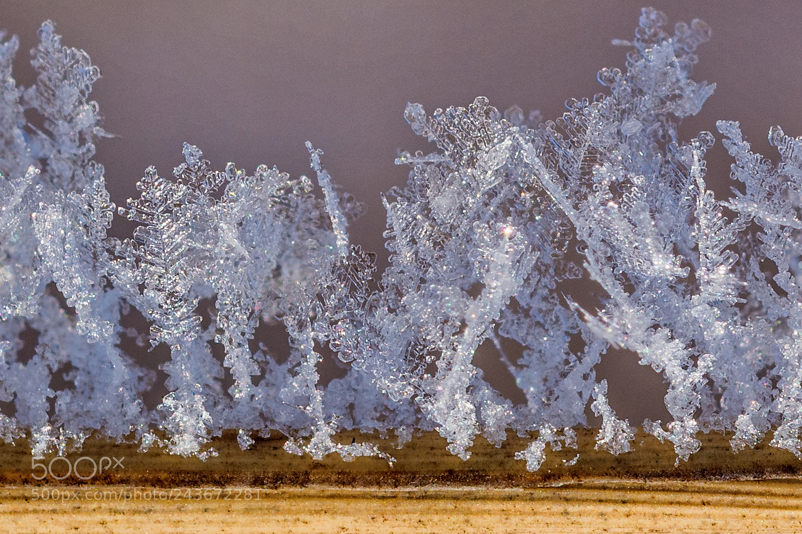 Nikon D7200 sample photo. A winter story iii photography