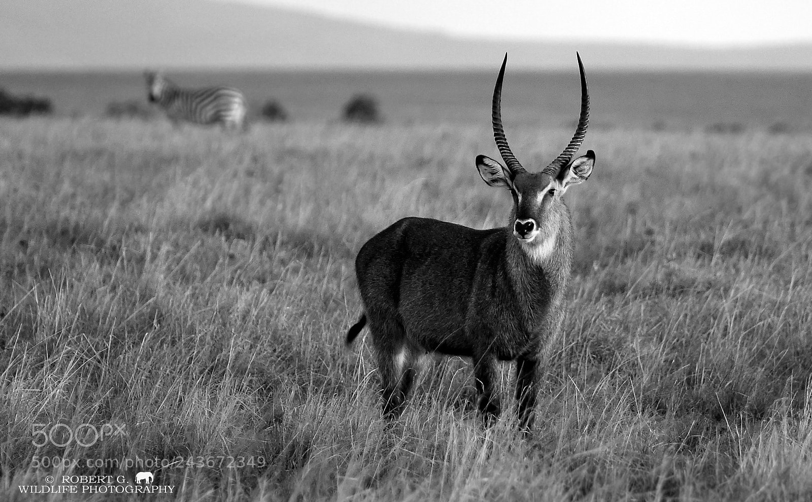 Sony Alpha DSLR-A700 sample photo. Waterbuck and zebra photography