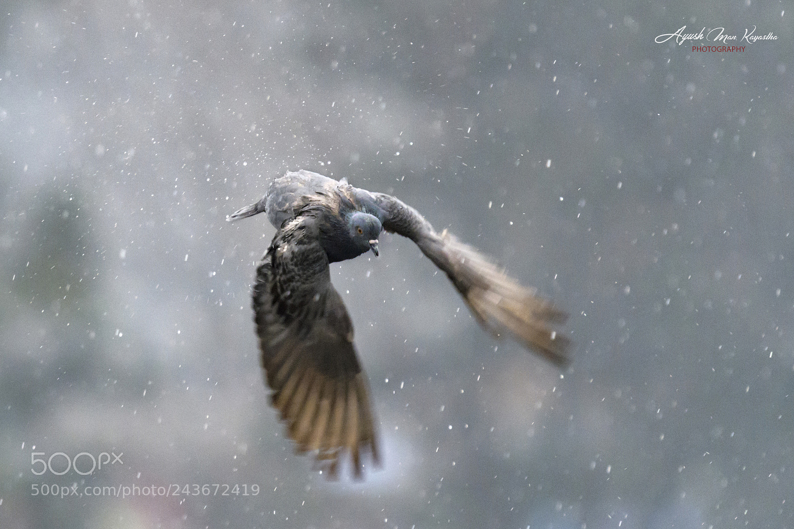 Nikon D500 sample photo. Flying in the rain photography