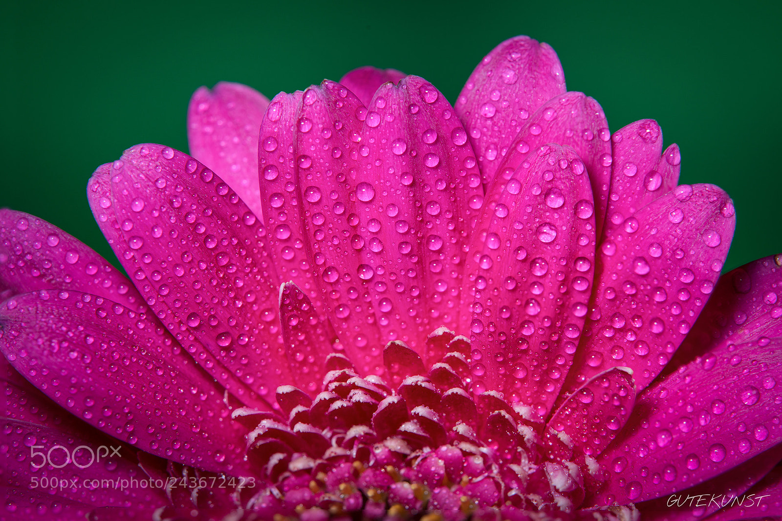 Sony a7R II sample photo. Flower with waterdrops photography