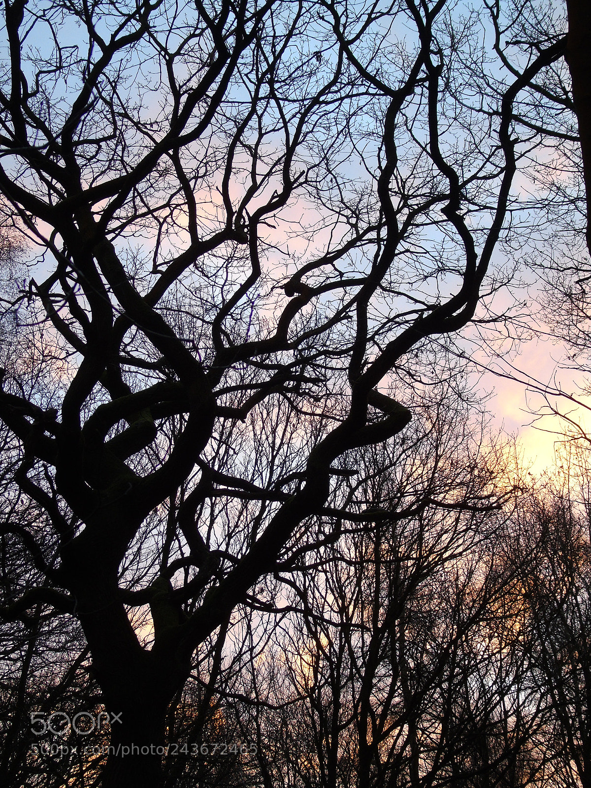 Sony Cyber-shot DSC-H400 sample photo. Sunrise in the woods photography