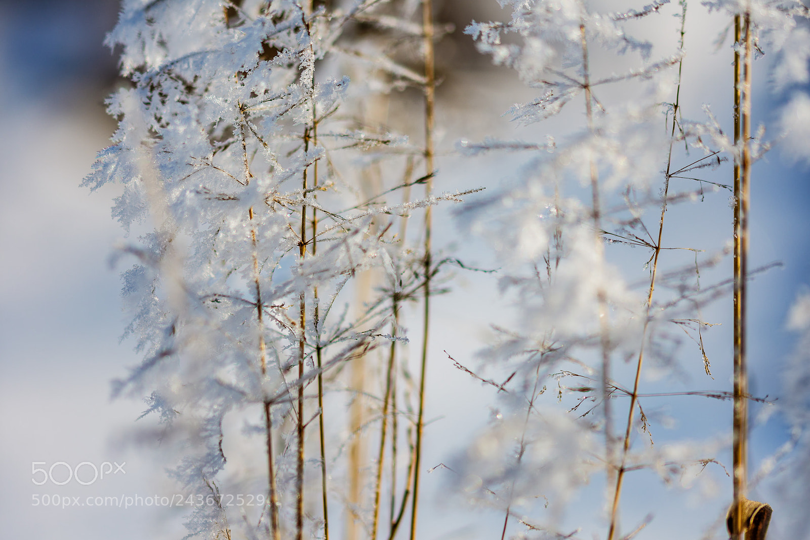 Nikon D7200 sample photo. A winter story iv photography