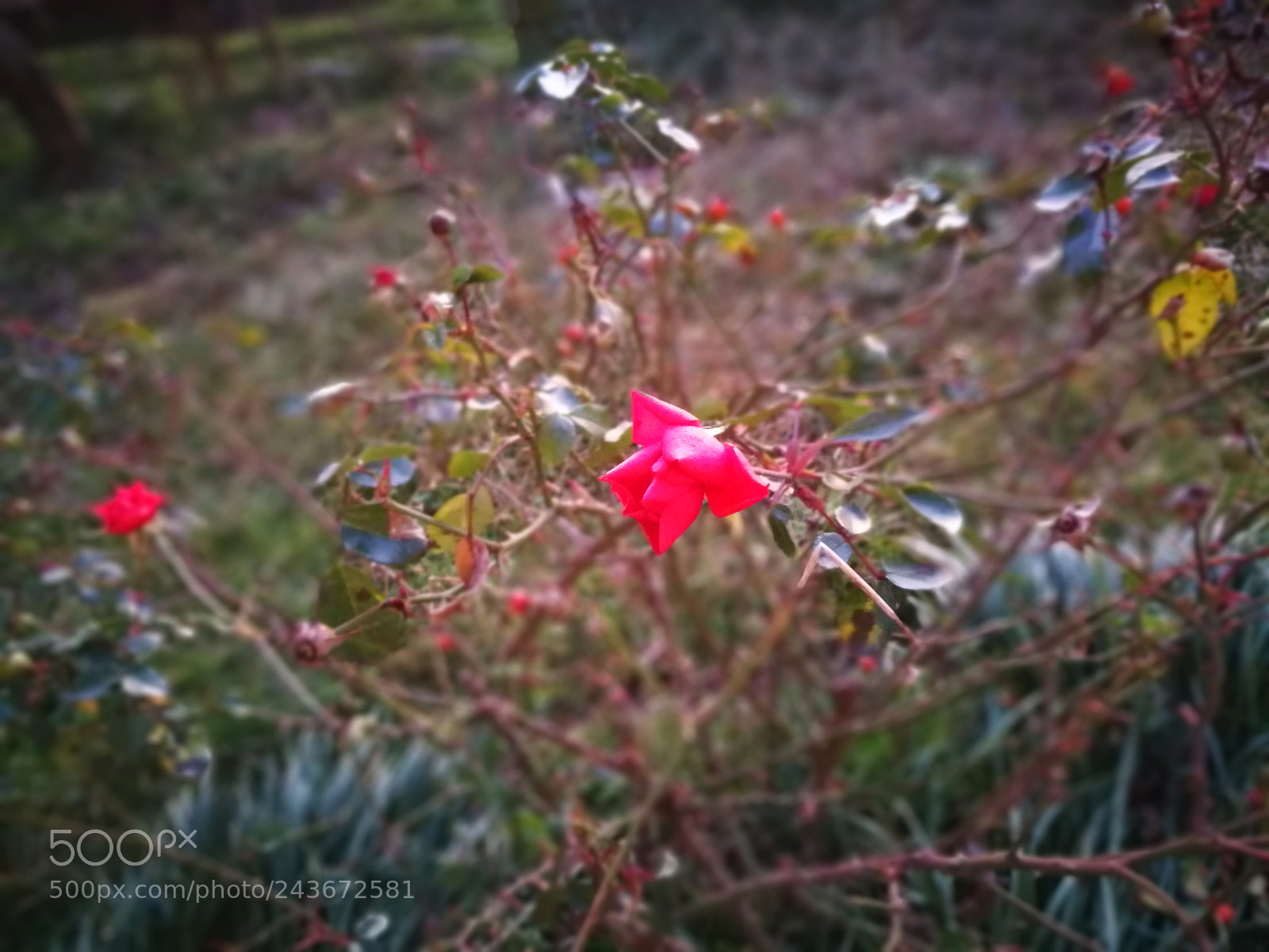 HUAWEI P9 sample photo. Red roses photography
