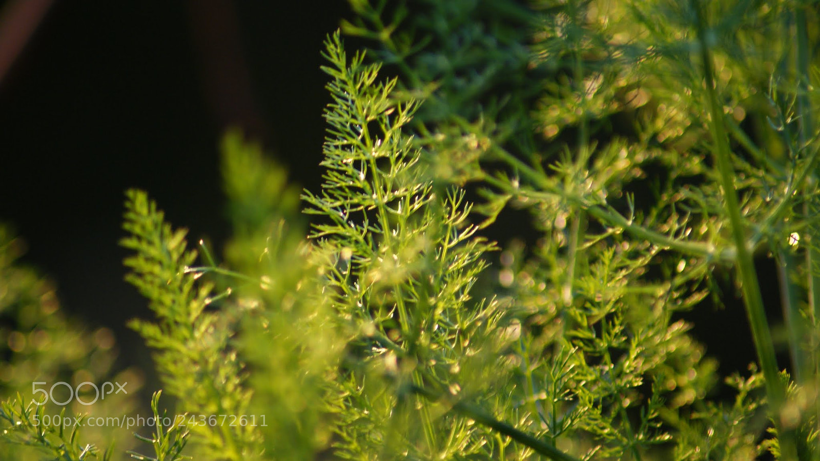 Sony Alpha DSLR-A200 sample photo. Golden plants photography