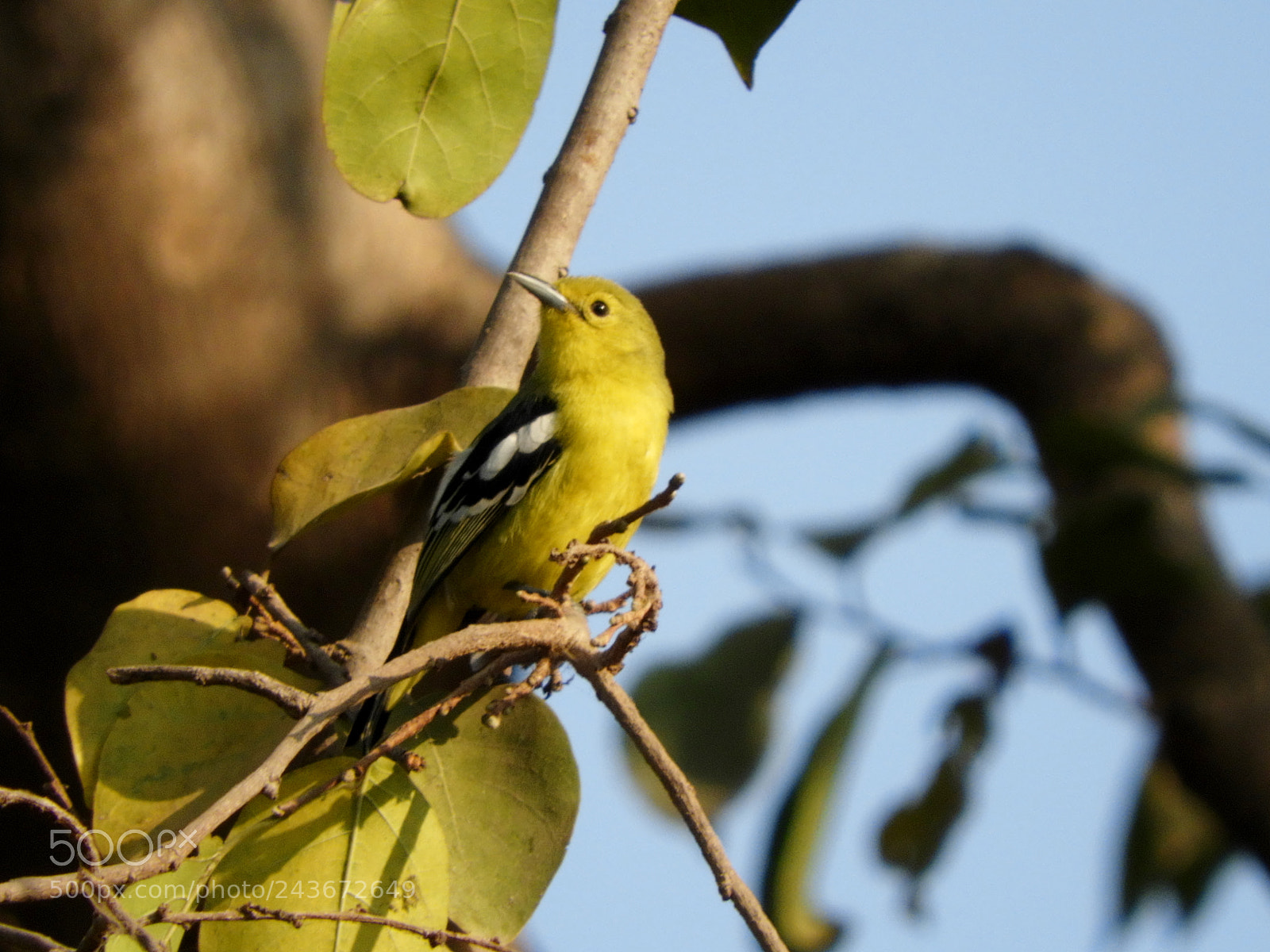 Nikon Coolpix B700 sample photo. Common iora photography