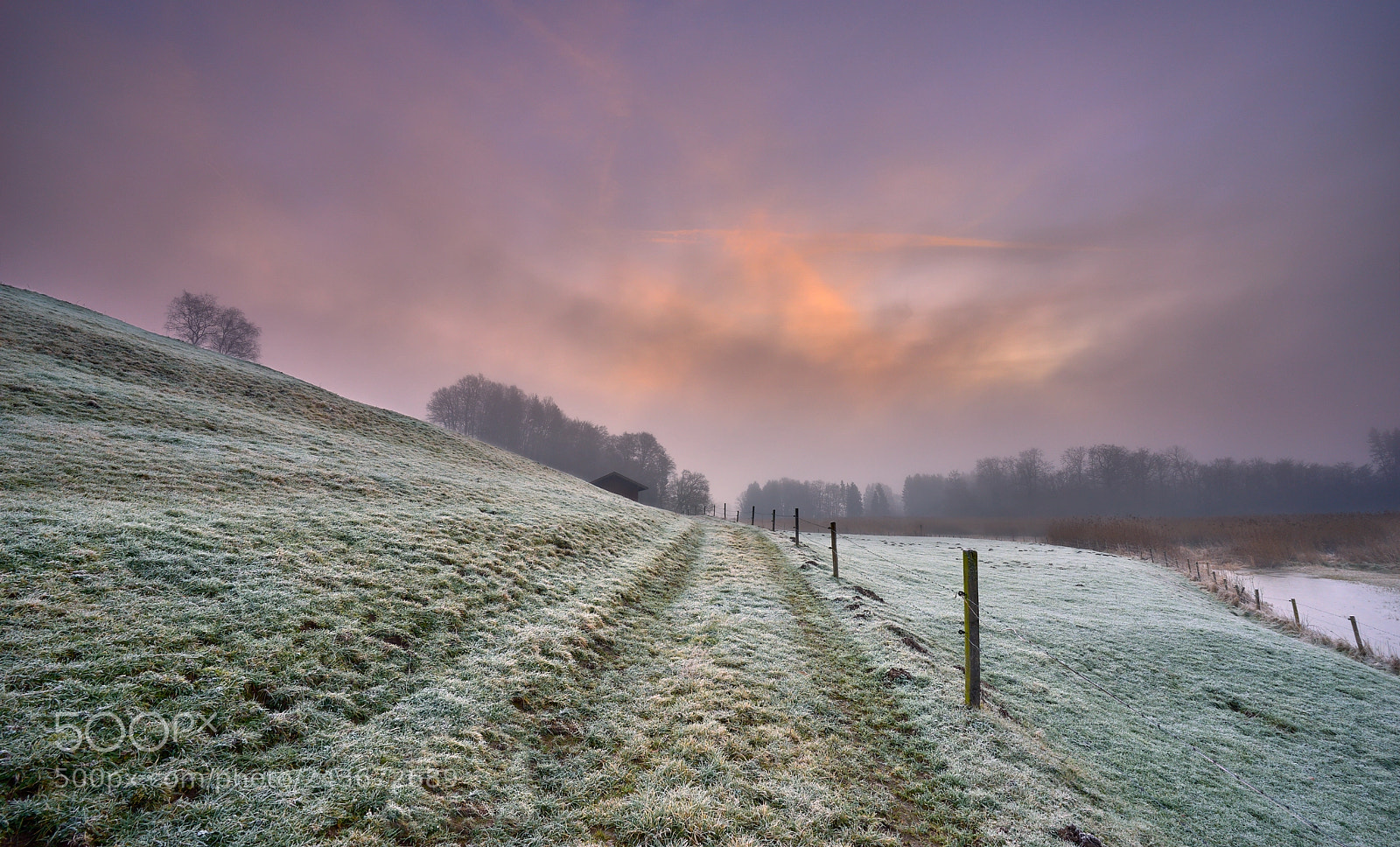 Sony a7 II sample photo. Mist and tree s photography