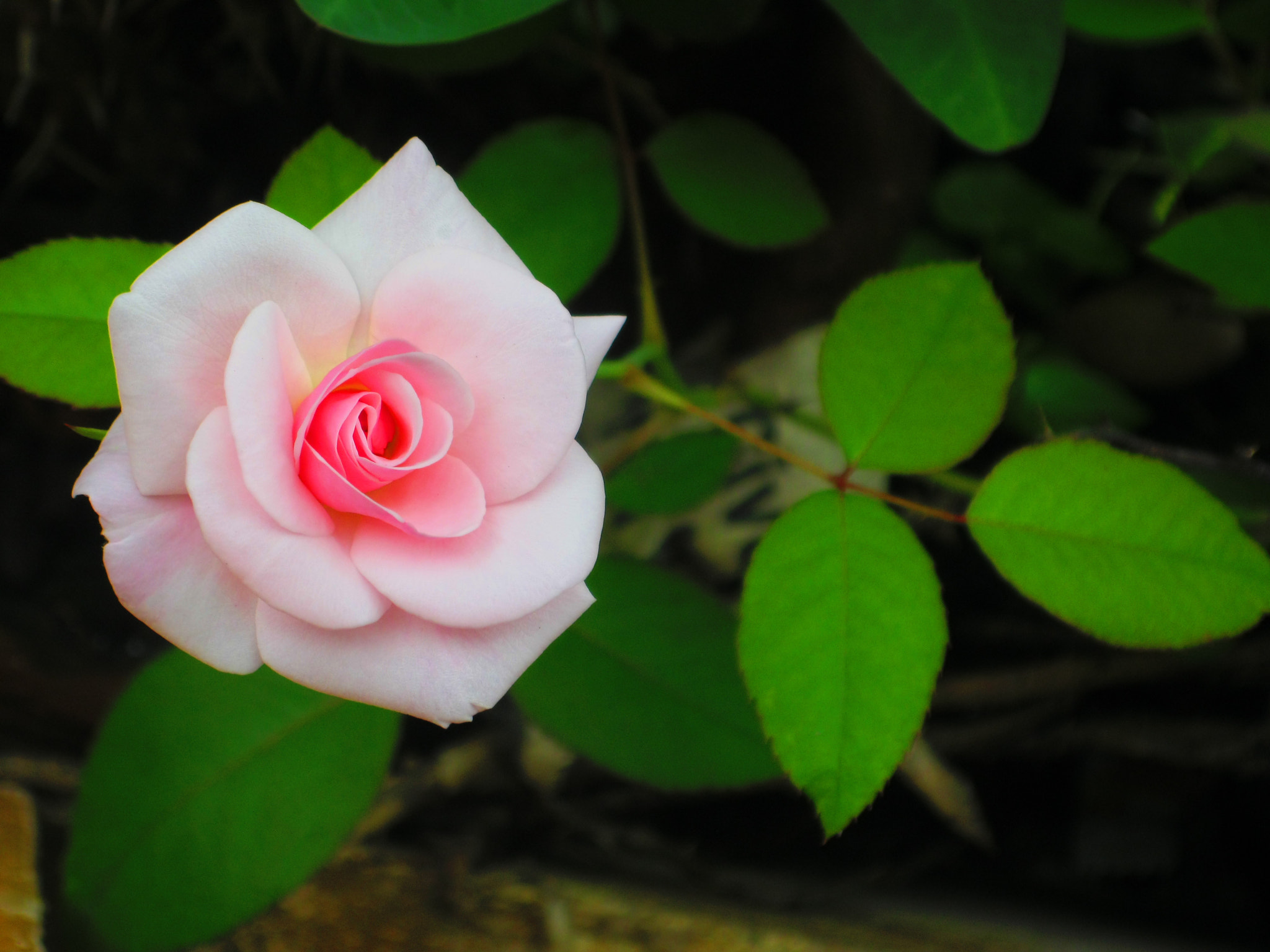 Canon PowerShot A3100 IS sample photo. Pink rose flower photography