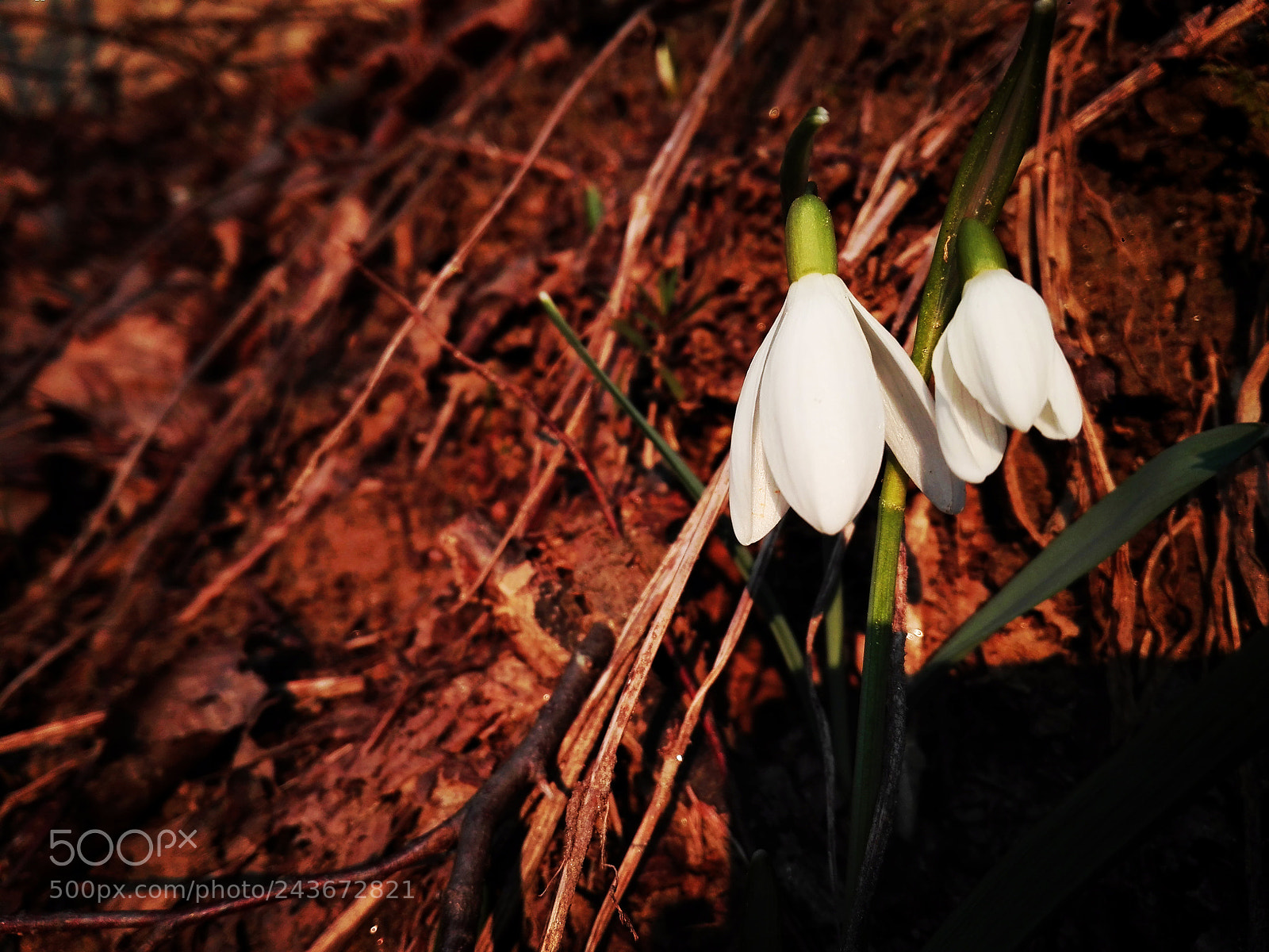 HUAWEI P8 Lite sample photo. Snowdrop photography