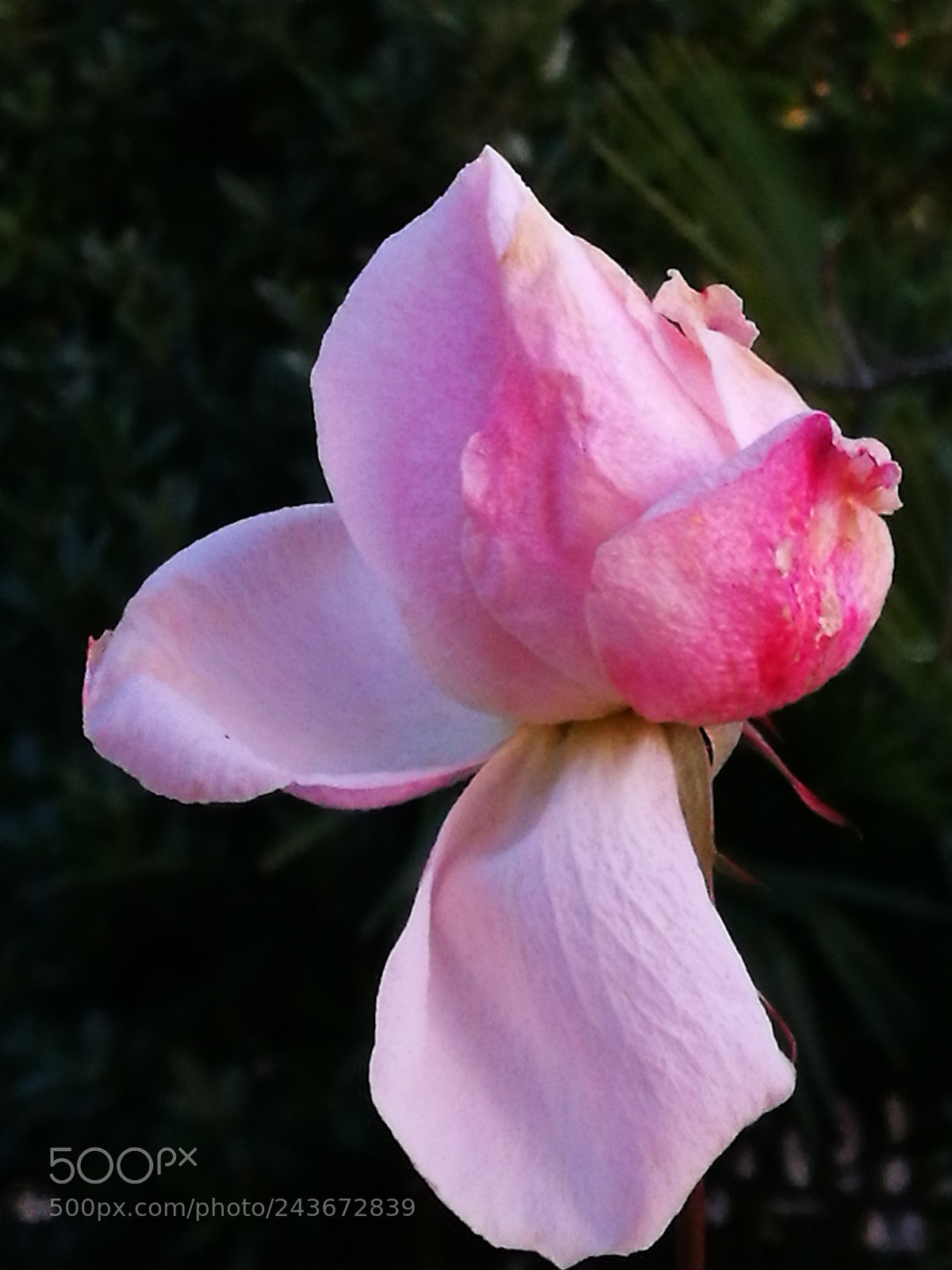 HUAWEI P9 sample photo. Surviver photography