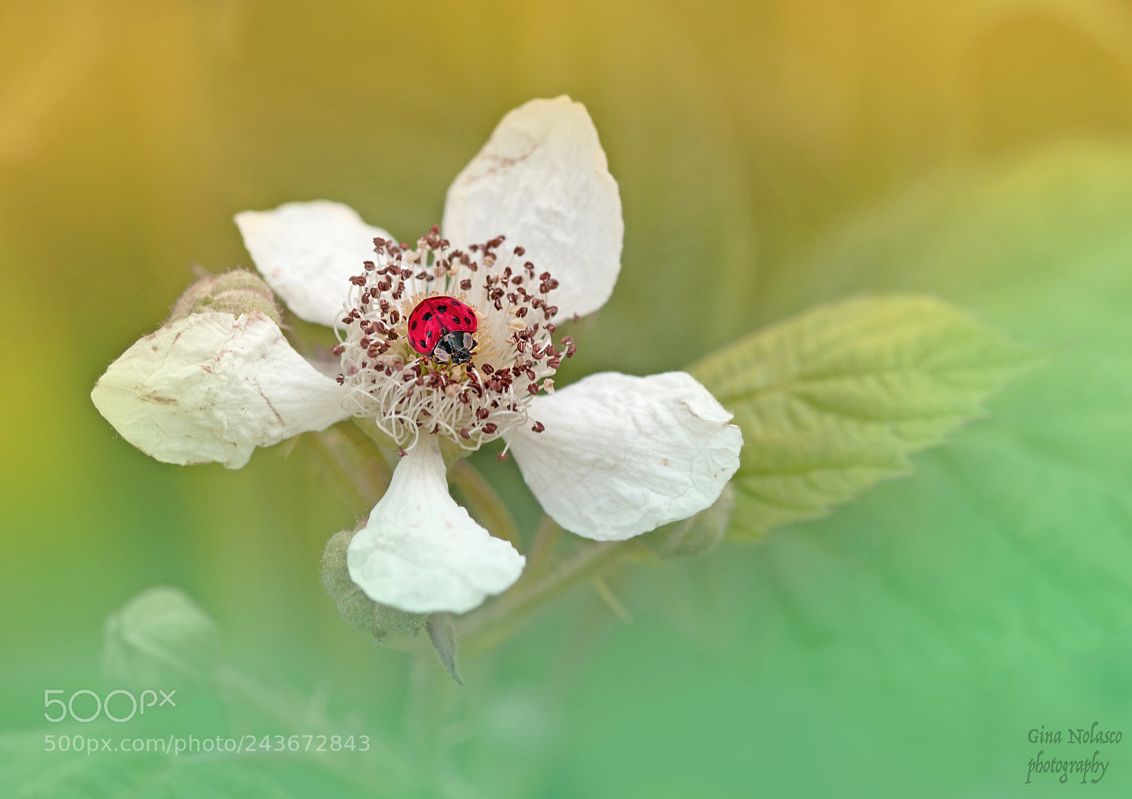 Nikon D5500 sample photo. Blossom photography