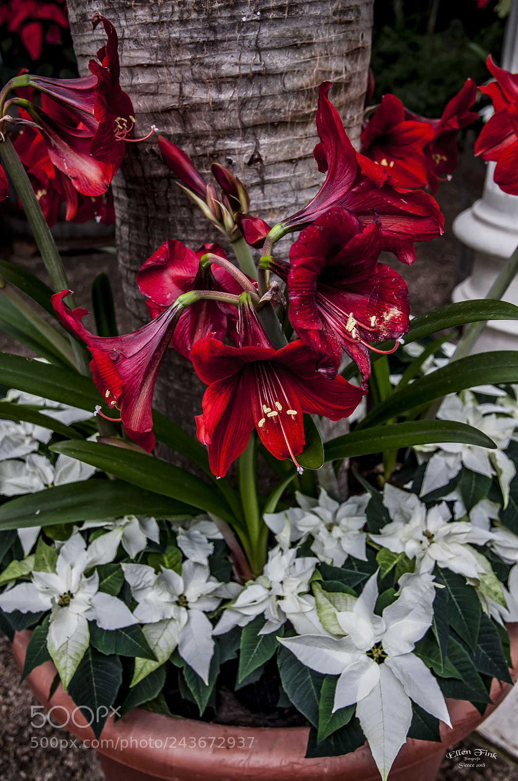 Nikon D90 sample photo. Lielien photography