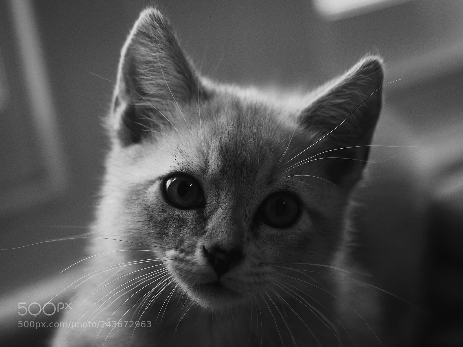 Olympus OM-D E-M5 II sample photo. Kitten photography