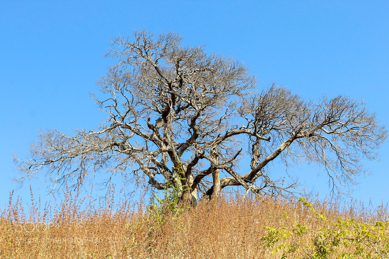 Canon EOS 1300D (EOS Rebel T6 / EOS Kiss X80) sample photo. Dead tree and blue photography
