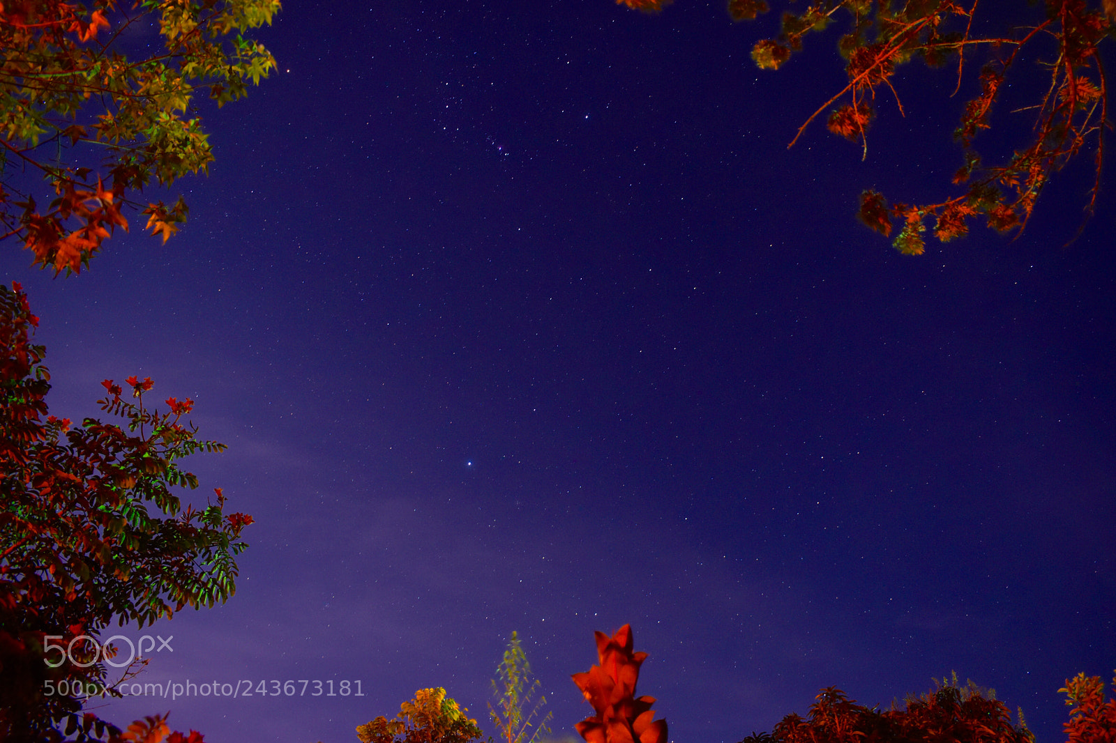 Nikon D5600 sample photo. Starry nightsky photography