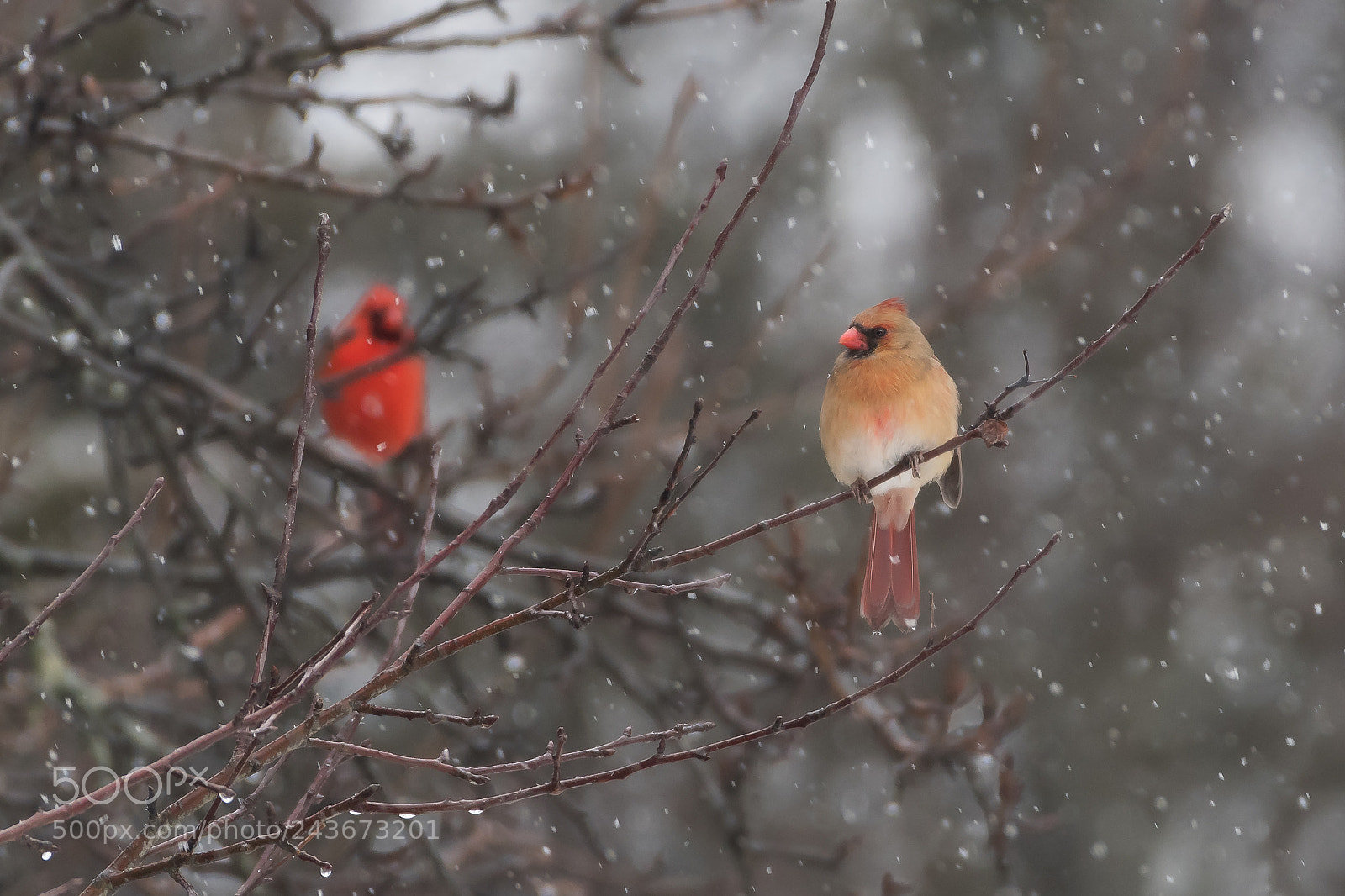 Nikon D500 sample photo. Snow birds photography